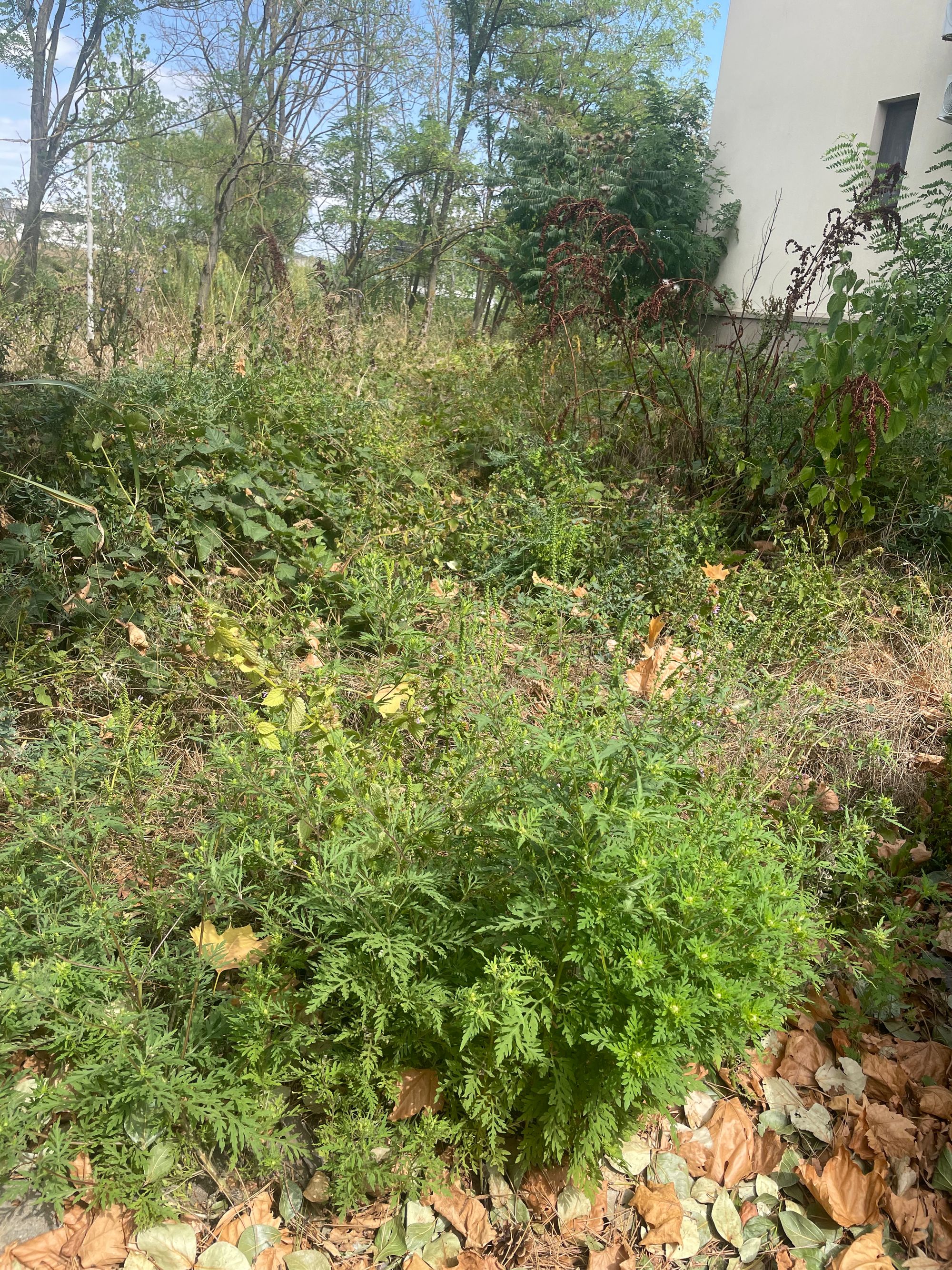 Ambrozie in Aleea Paradisul Verde 4, Corbeanca, Comuna Corbeanca, Județul Ilfov - IMG_5347.jpeg