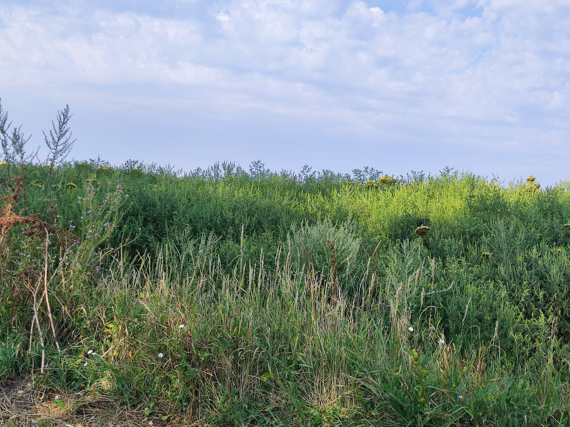 Ambrozie in DJ248A 51, Comuna Miroslava, Județul Iași - IMG_20230818_100516.jpg