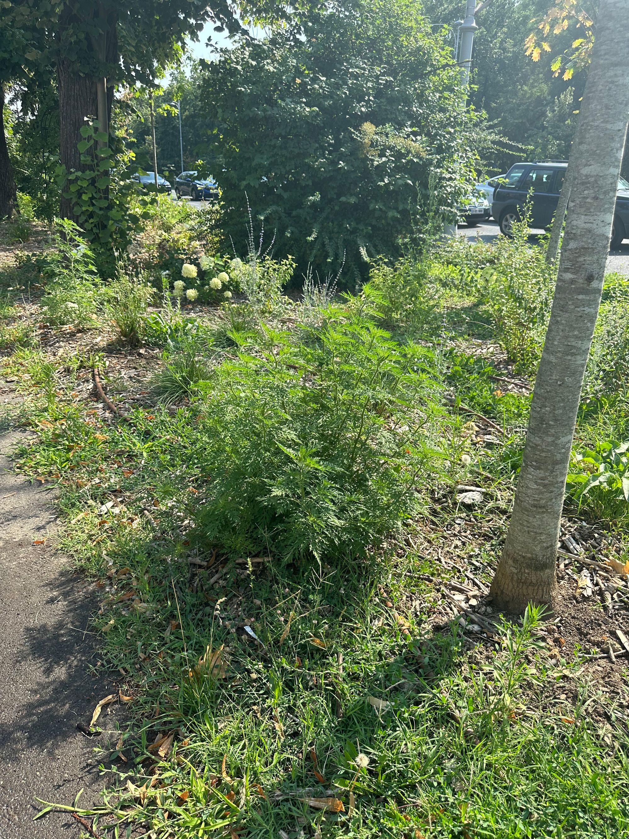 Ambrozie in Strada Armindenului 92, București, Municipiul București - IMG_0502.jpeg