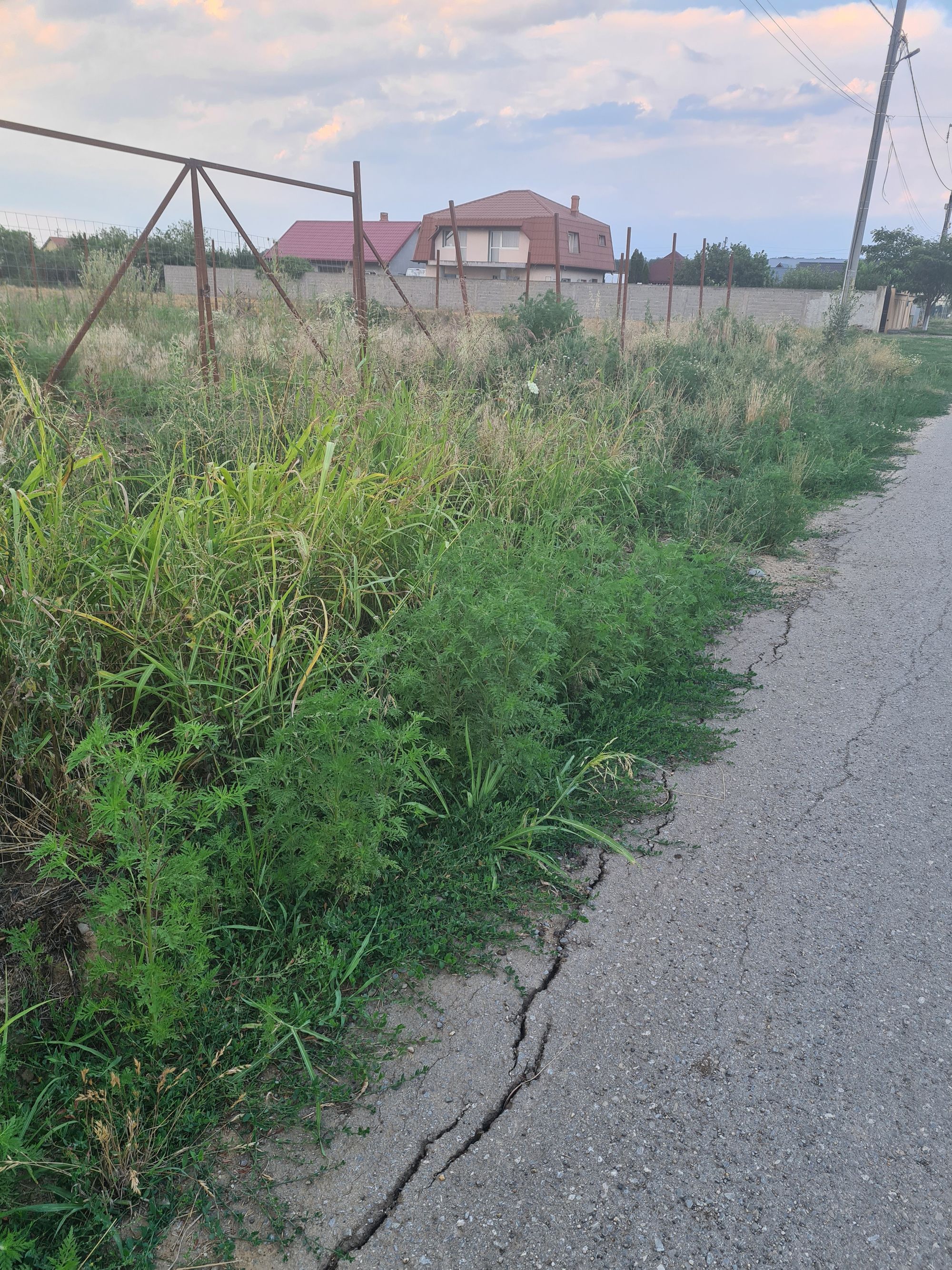 Ambrozie in Strada Liviu Rebreanu 47, Moara Vlăsiei, Comuna Moara Vlăsiei, Județul Ilfov