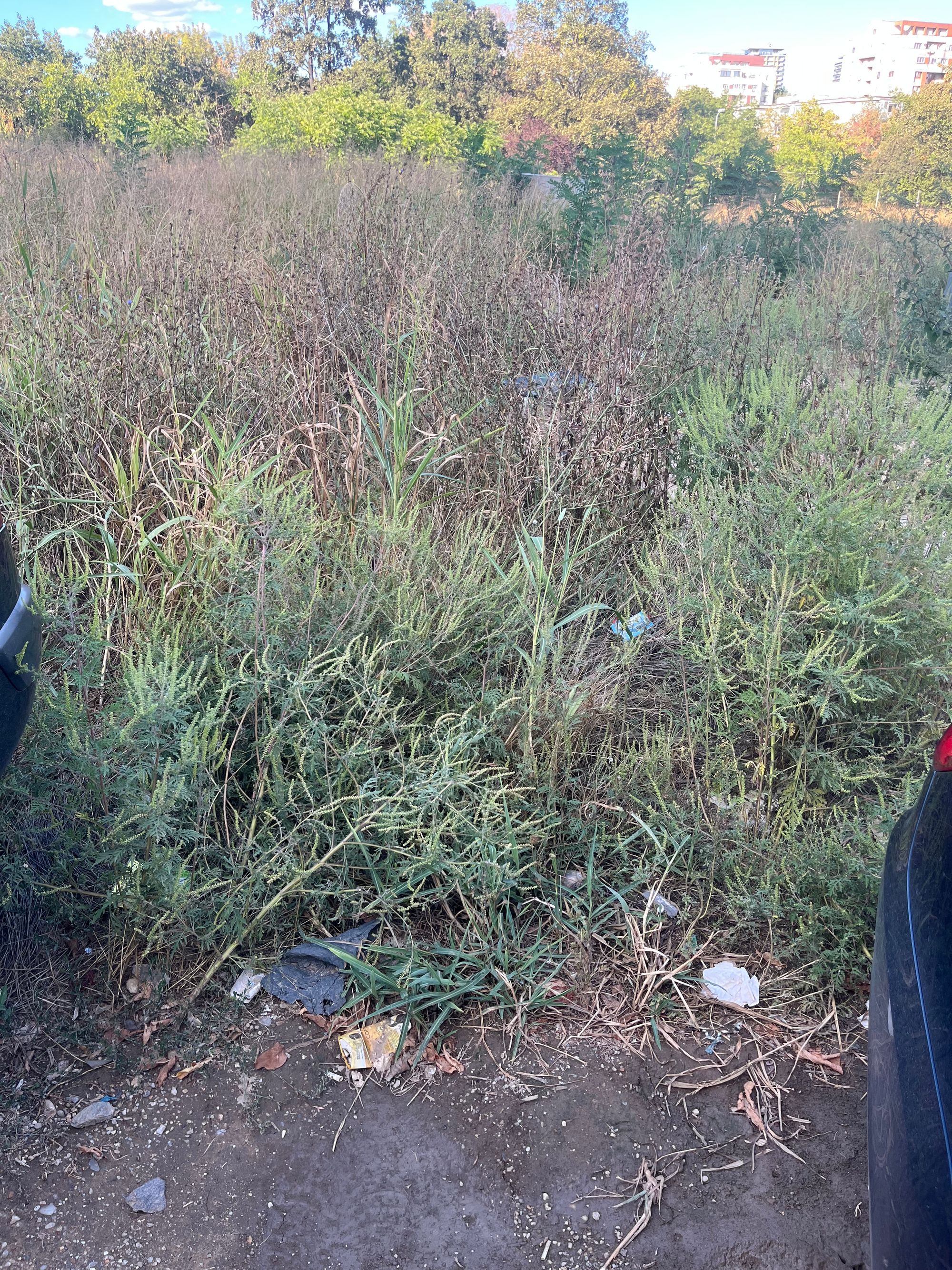 Ambrozie in Strada Cărăruia nr 40, București, Municipiul București