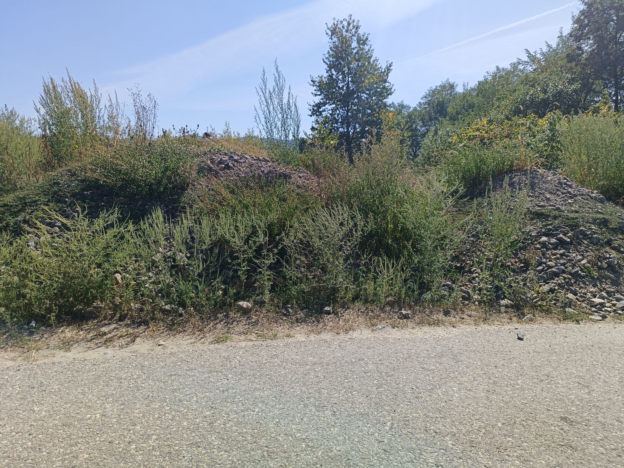 Ambrozie in Racșa, Comuna Racșa, Județul Satu Mare - 1000019343.jpg