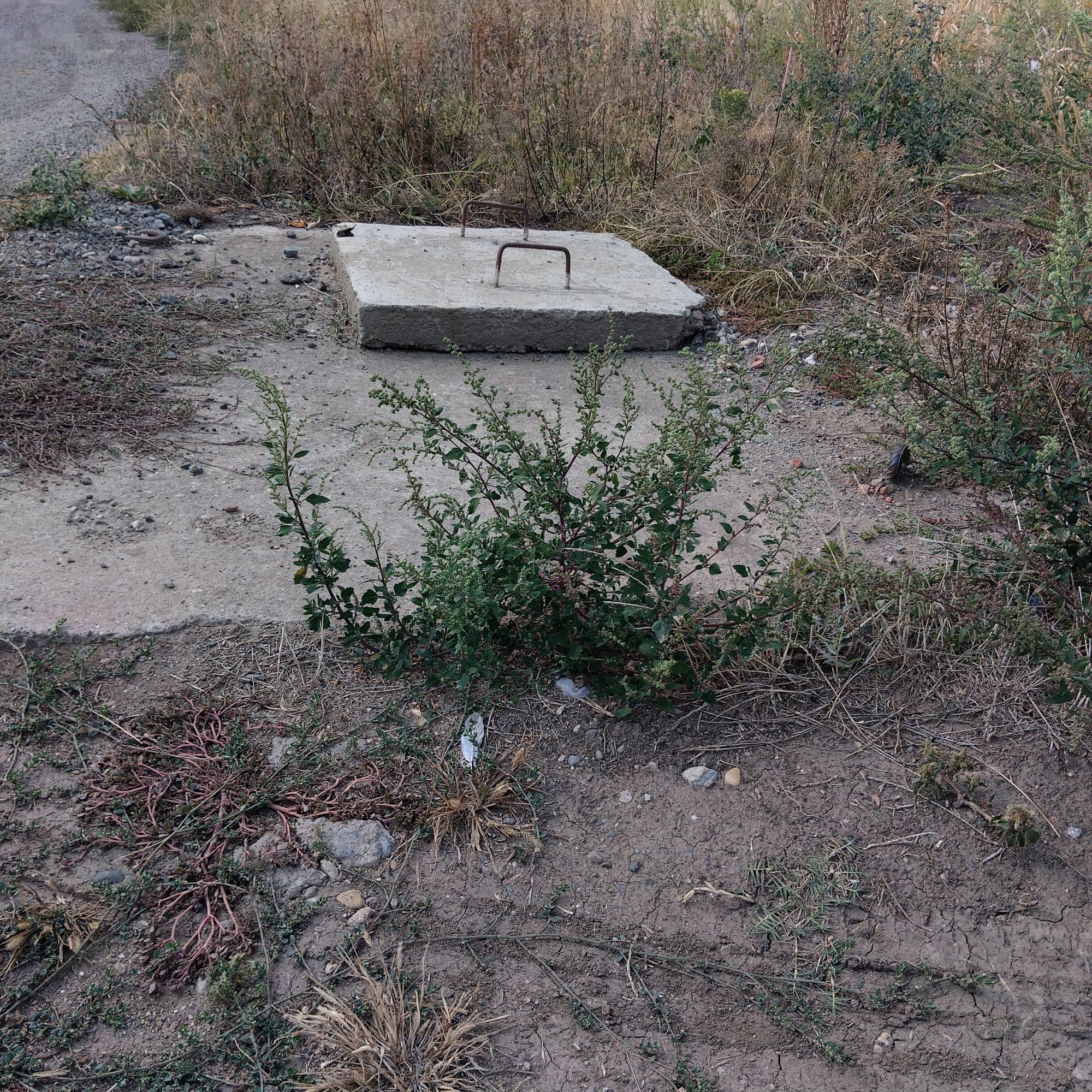 Ambrozie marcată de Vujde Roxana în Strada Someșului 8, Arad, Municipiu Arad, Județul Arad
