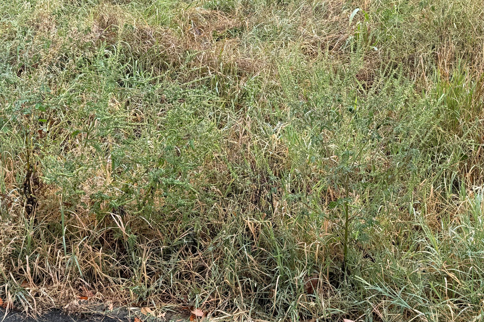 Ambrozie in Strada Nadeș 50, București, Municipiul București - IMG_4833.jpeg