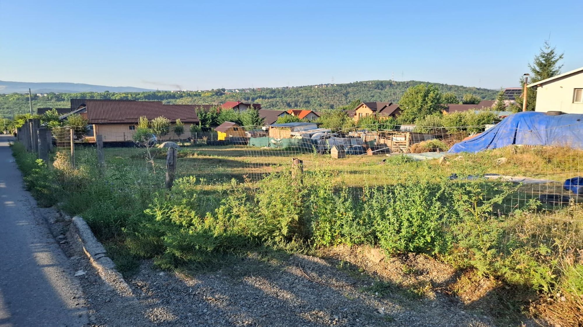 Ambrozie in Strada Cornești 23, Valea Adâncă, Comuna Miroslava, Județul Iași
