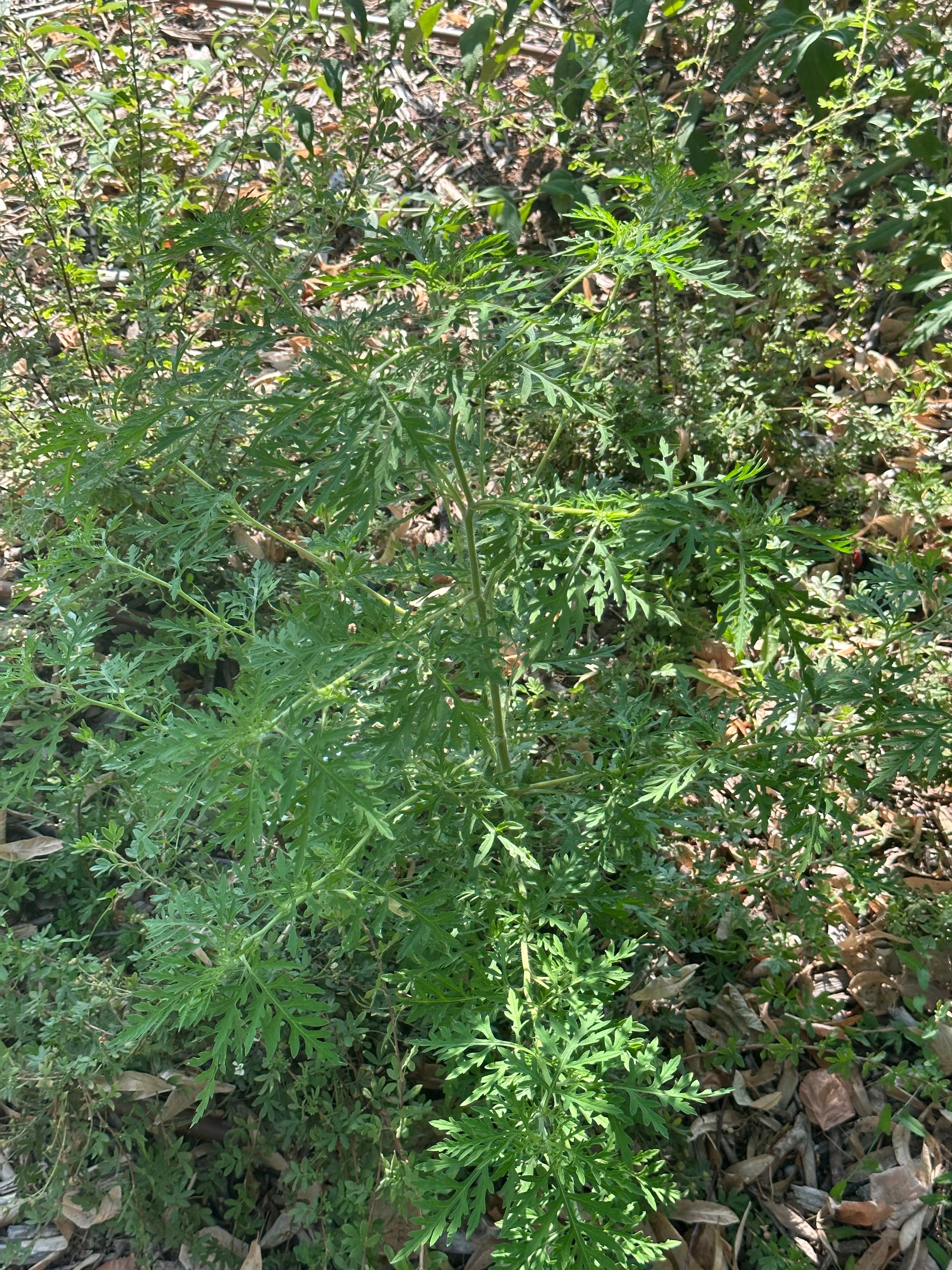 Ambrozie in Strada Armindenului 92, București, Municipiul București - IMG_0491.jpeg