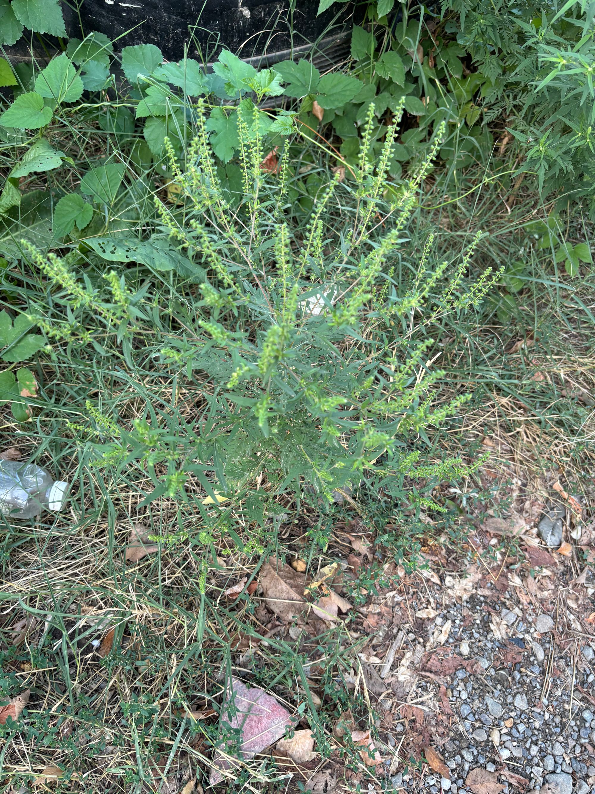 Ambrozie in Strada Valea Lungă 38p, București, Municipiul București - IMG_3859.jpeg