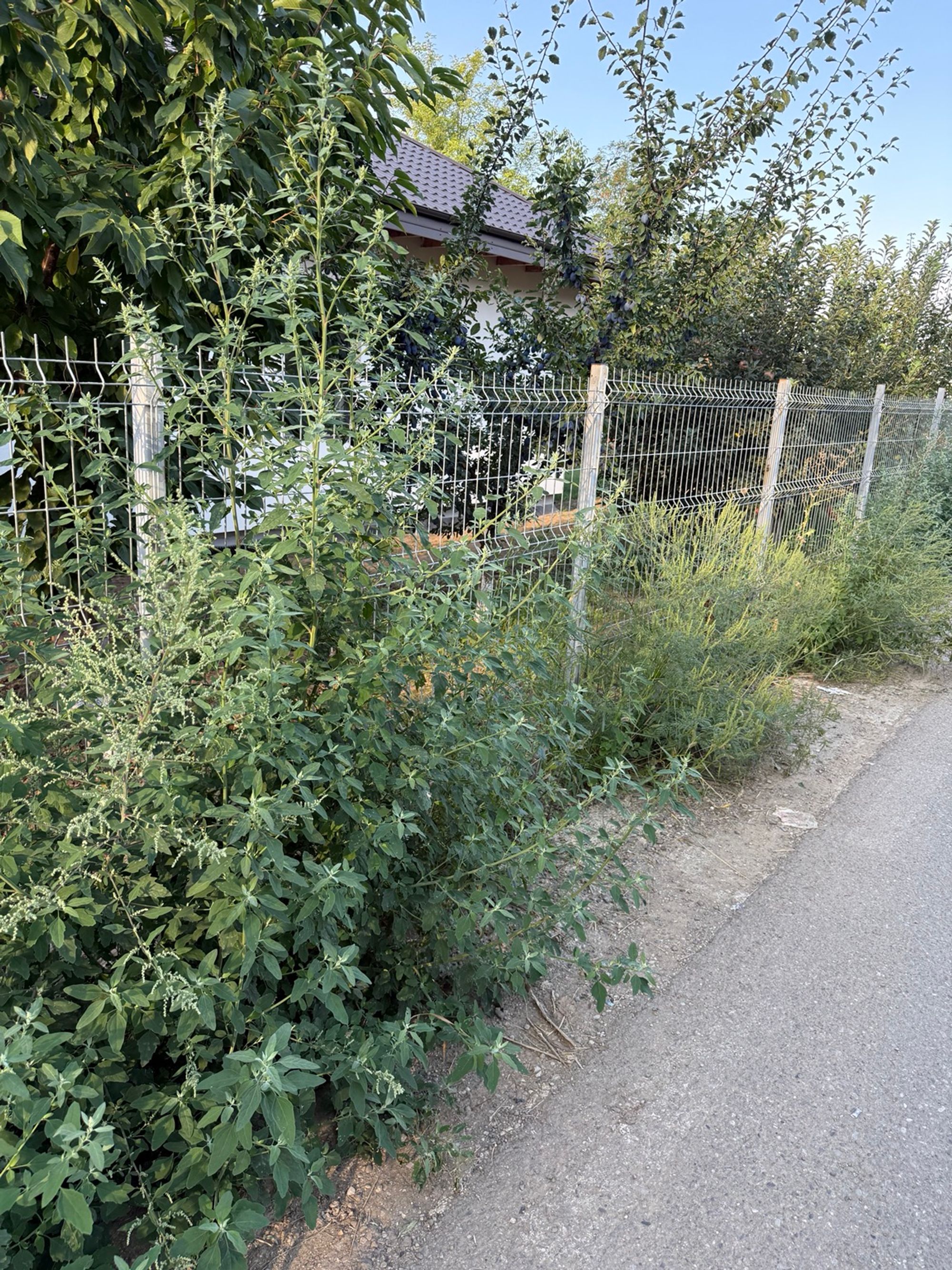 Ambrozie in Strada Rubinului Nr. 12, Valea Lupului, Comuna Valea Lupului, Județul Iași