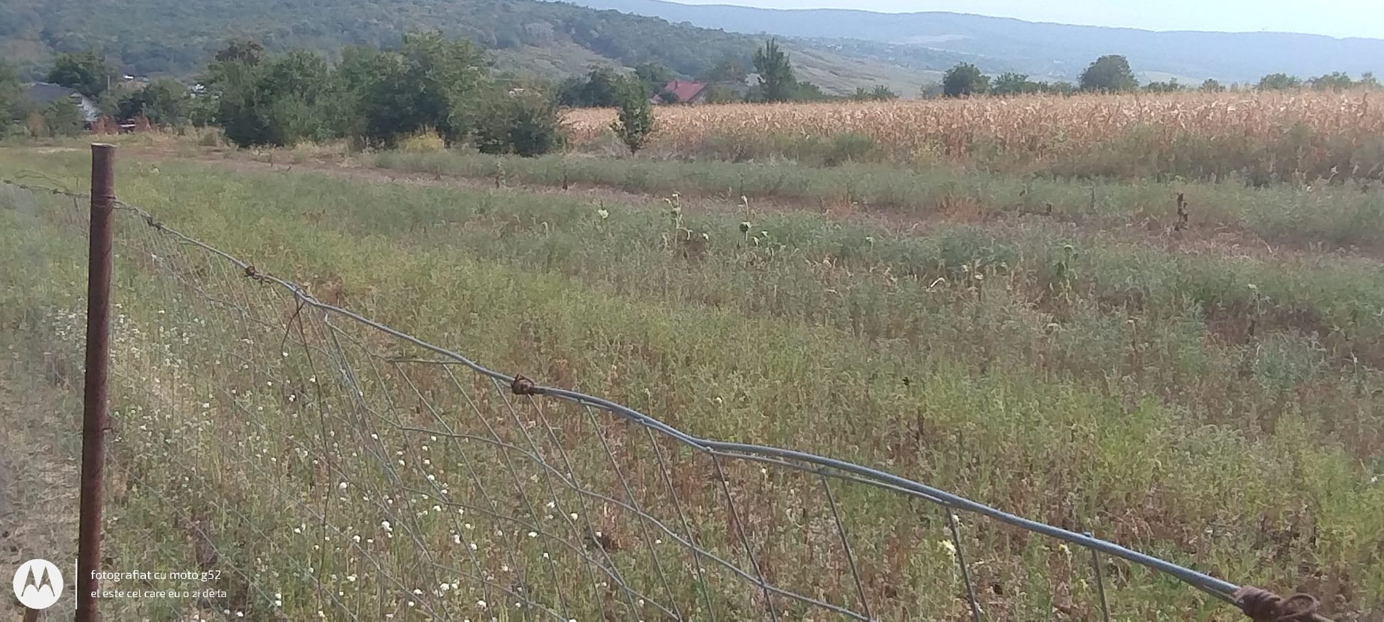 Ambrozie in Dumbrava, Comuna Ciurea, Județul Iași - inbound5131143624956629543.jpg