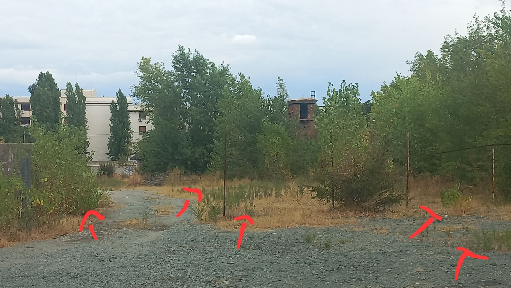 Ambrozie in București, Municipiul București - 20250831_151624.jpg