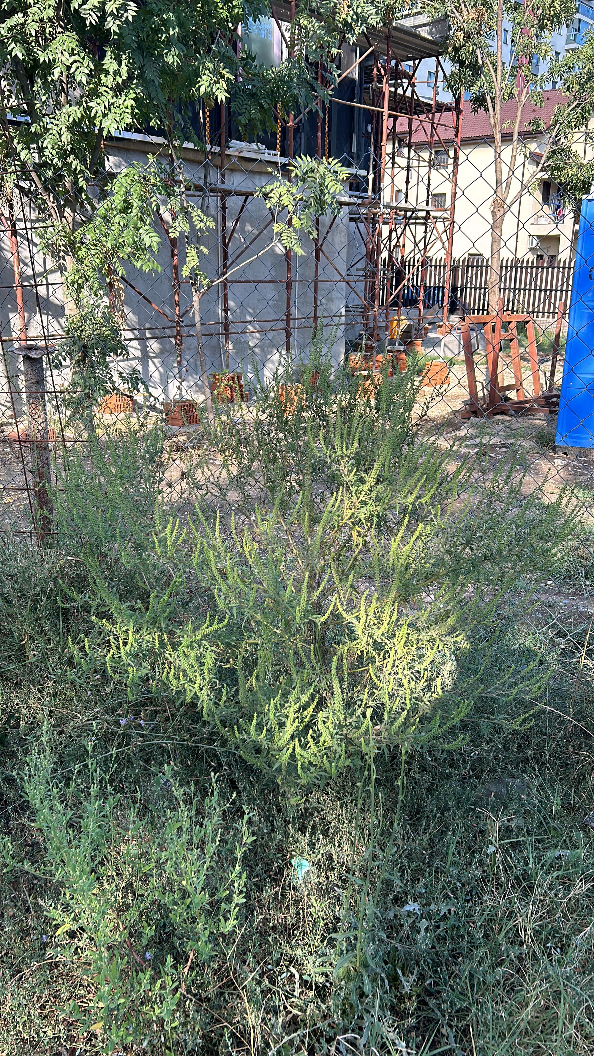 Ambrozie in Drumul Mănăstirea Văratec 1, București, Municipiul București - 72038882-664E-4DE9-8161-753464C65888.jpeg