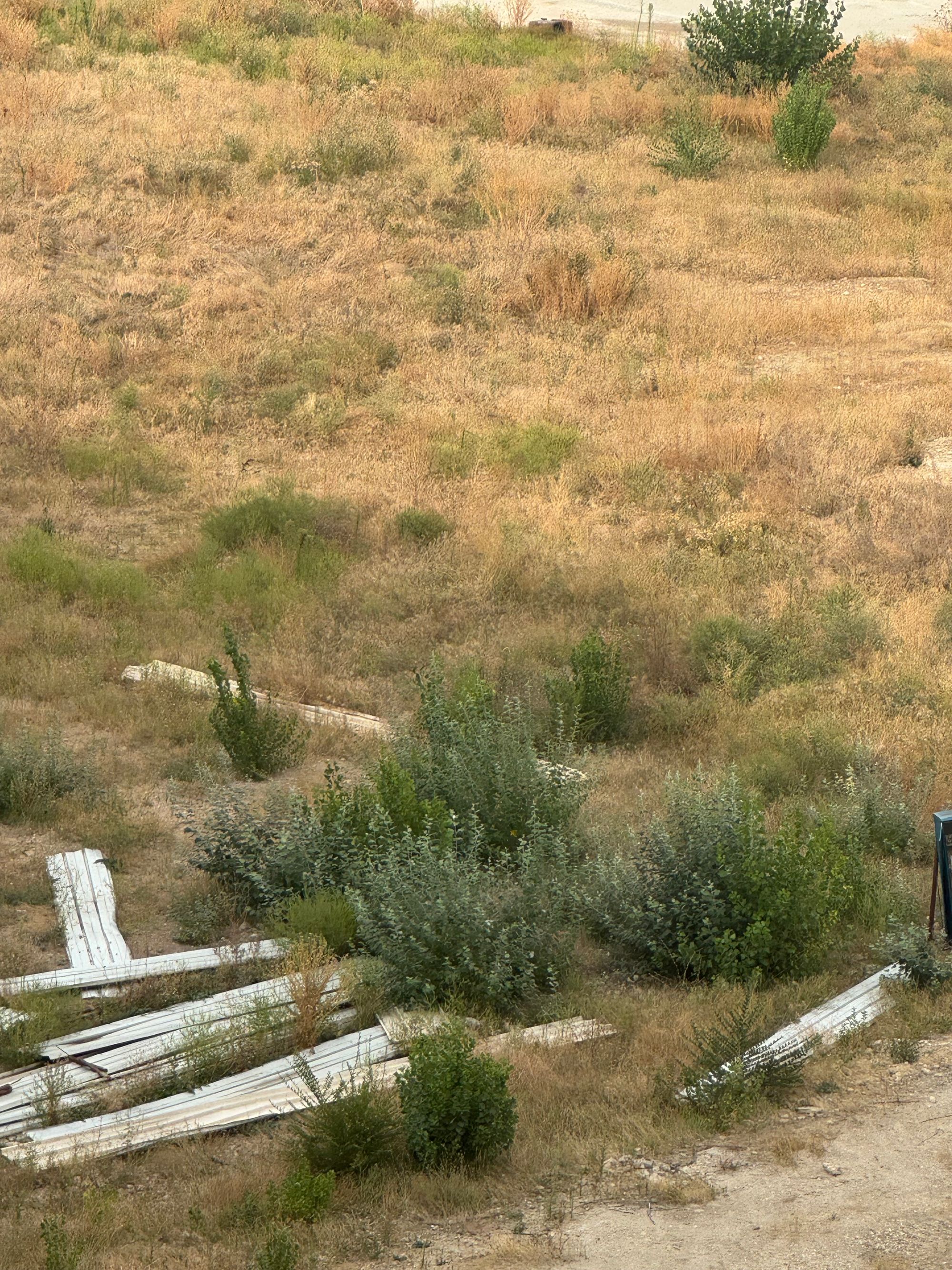 Ambrozie in Bulevardul Iuliu Maniu 6R, București, Municipiul București - IMG_0113.jpeg