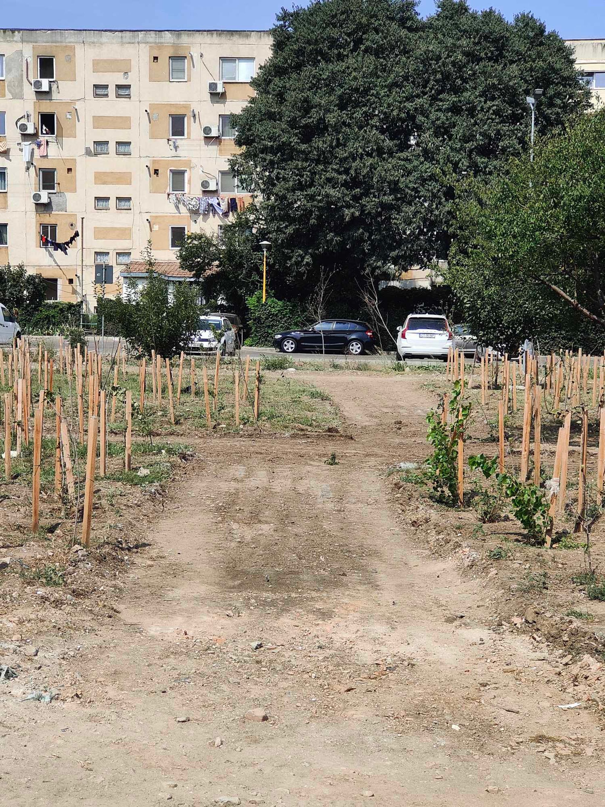 Ambrozie in Aleea Solidarității 6, Constanța, Municipiul Constanța, Județul Constanța - received_857445042462433.jpeg