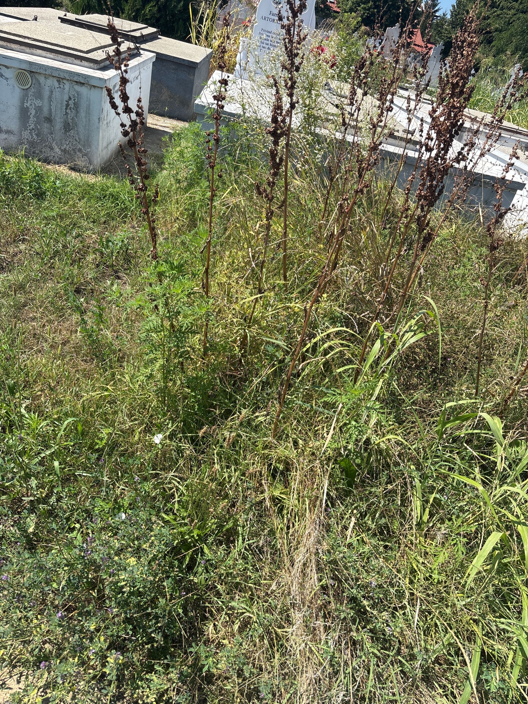 Ambrozie in Strada Primăverii 42, Bolintin-Deal, Comuna Bolintin-Deal, Județul Giurgiu