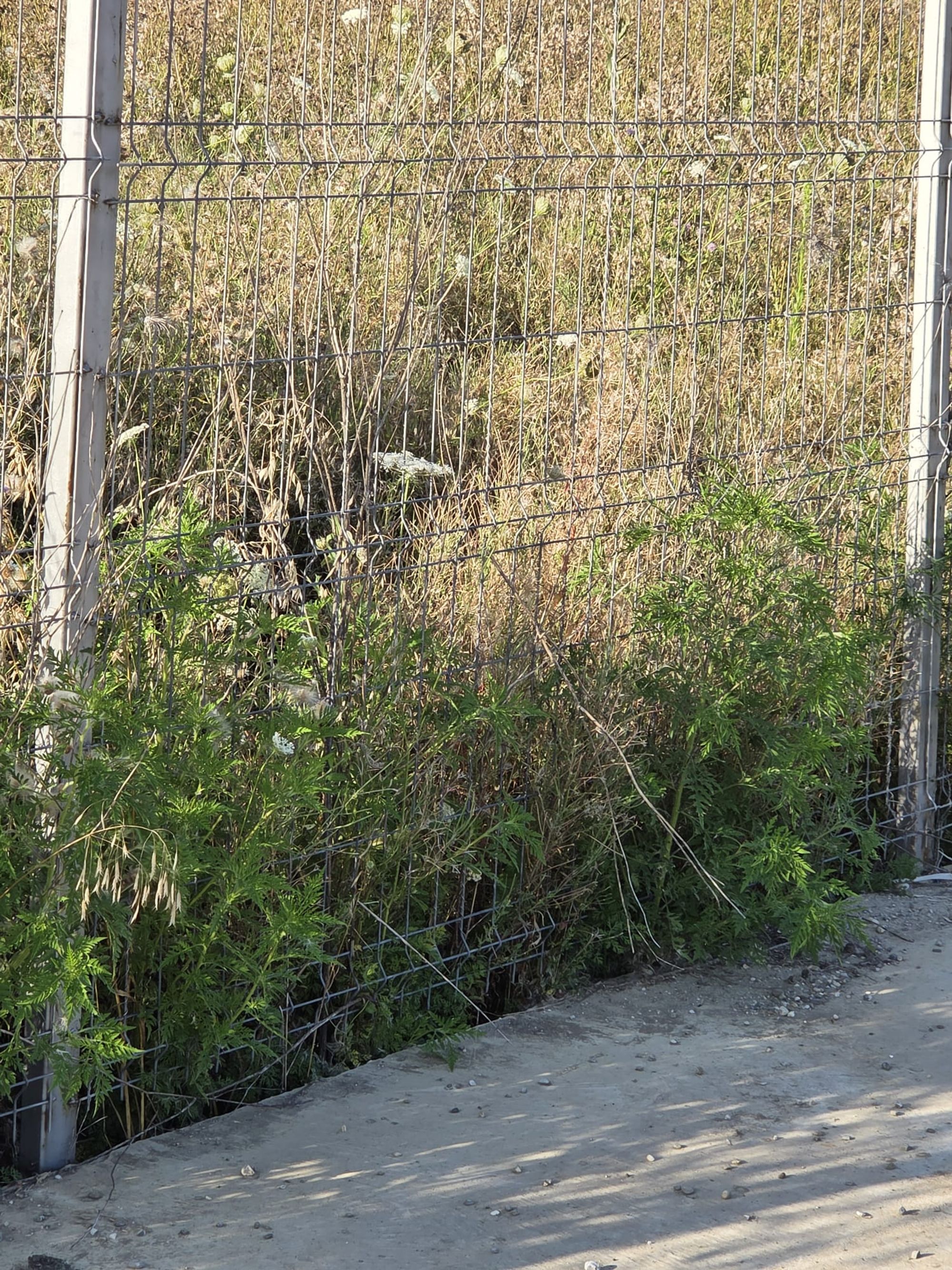 Ambrozie in Otopeni, Oraș Otopeni, Județul Ilfov