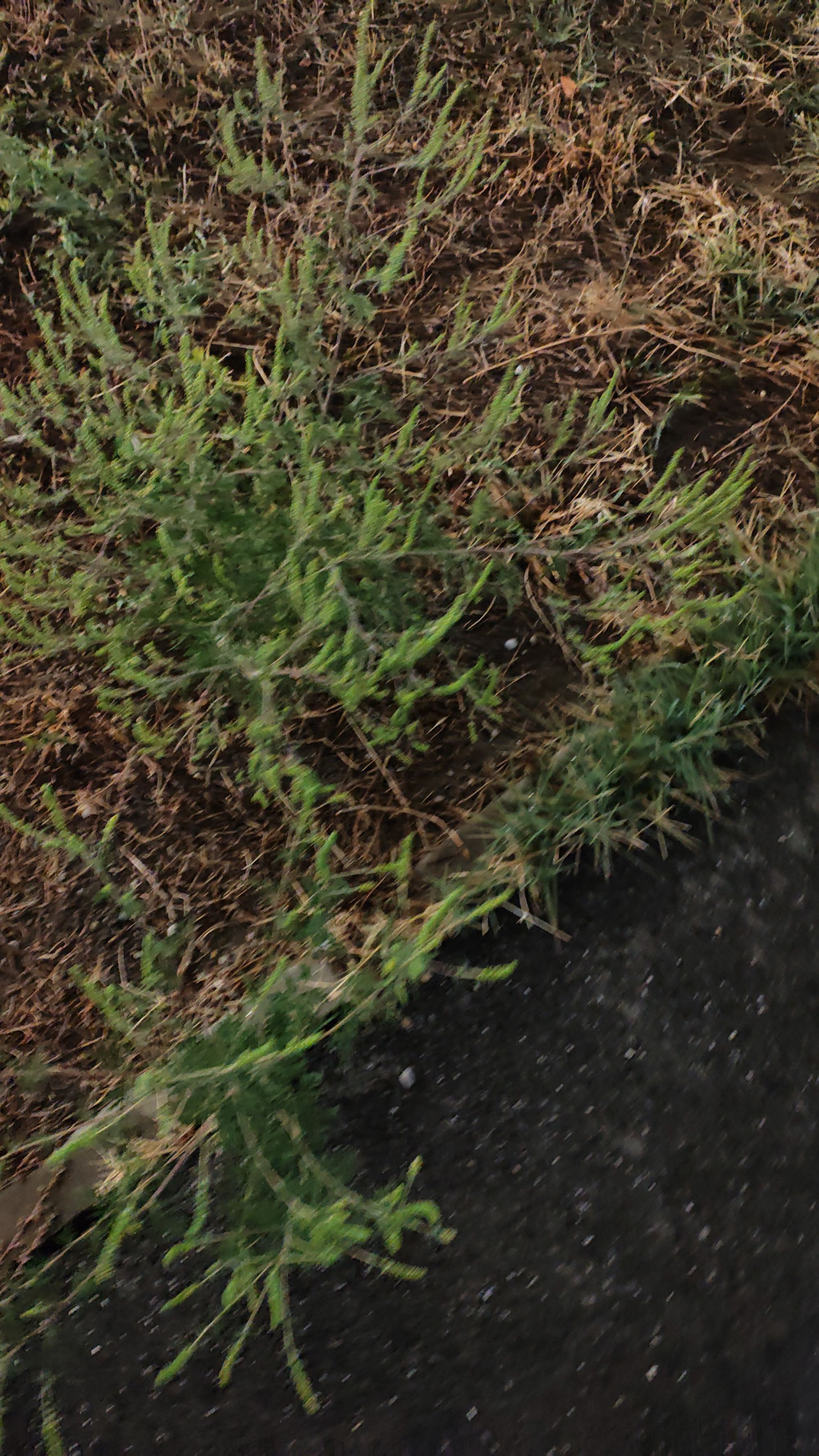 Ambrozie in București, Municipiul București - IMG-20250911-WA0070.jpeg