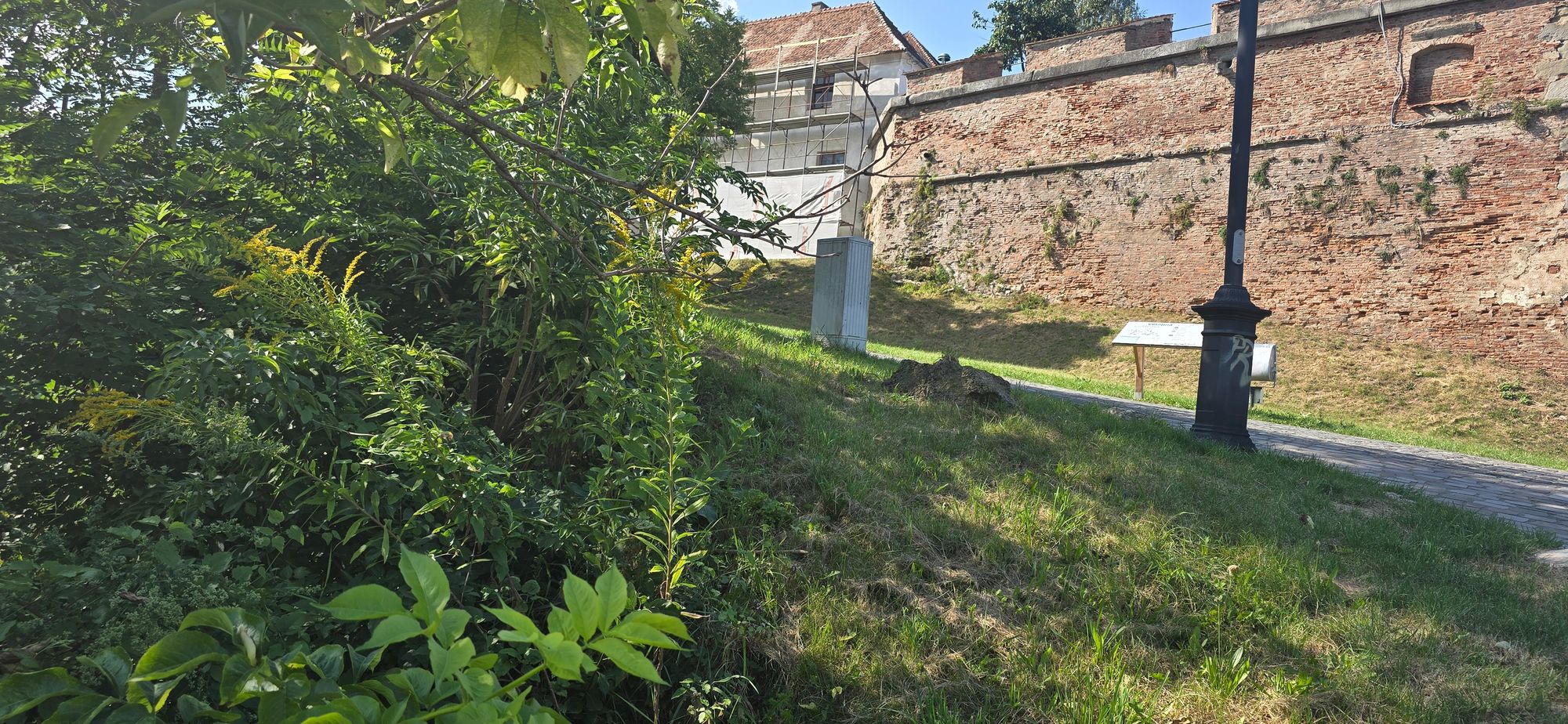 Ambrozie in Strada Cetățuia 7, Cetate, Brașov, Municipiu Brașov, Județul Brașov