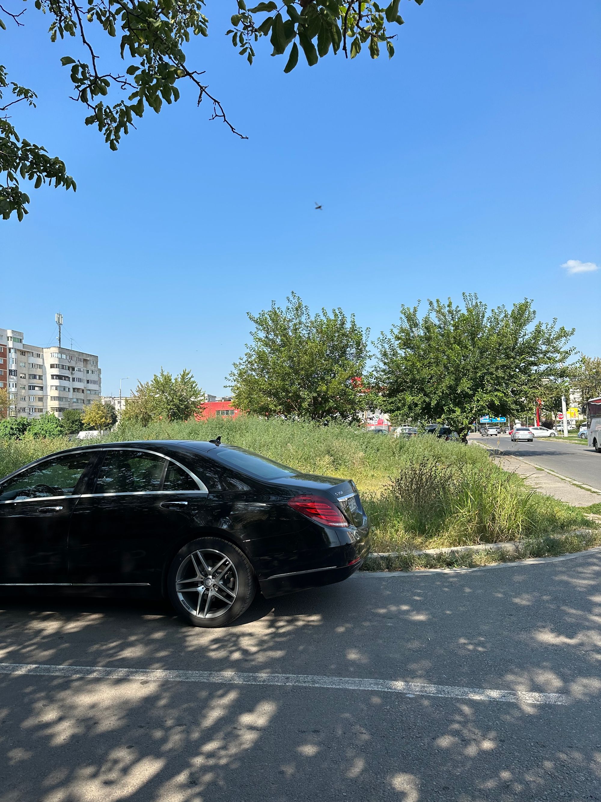 Ambrozie in Strada Călugăreni 81, Brăila, Municipiu Brăila, Județul Brăila - IMG_2082.jpeg