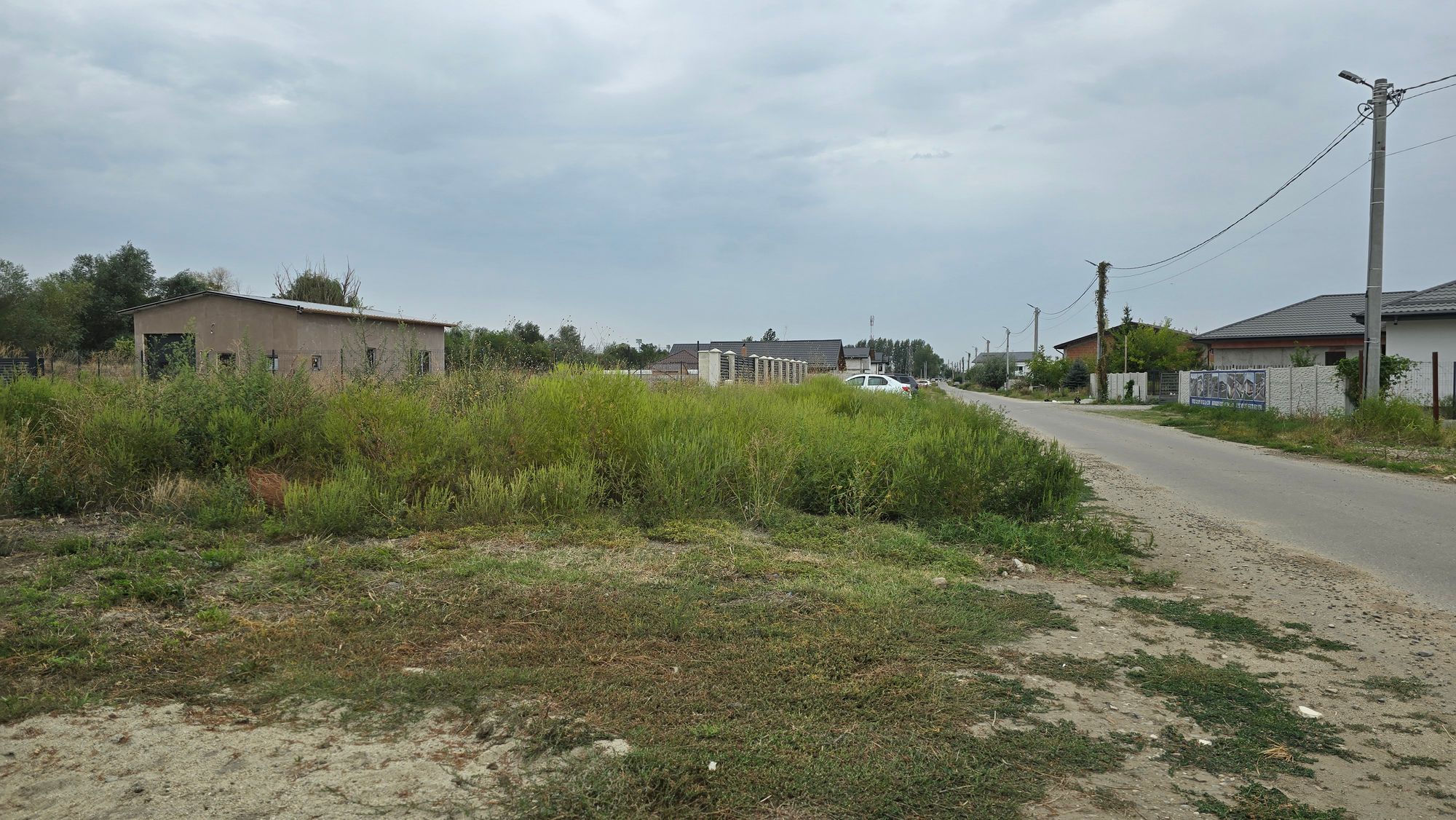Ambrozie in Strada Stadionului 37, Clinceni, Comuna Clinceni, Județul Ilfov - 20250910_122129.jpg