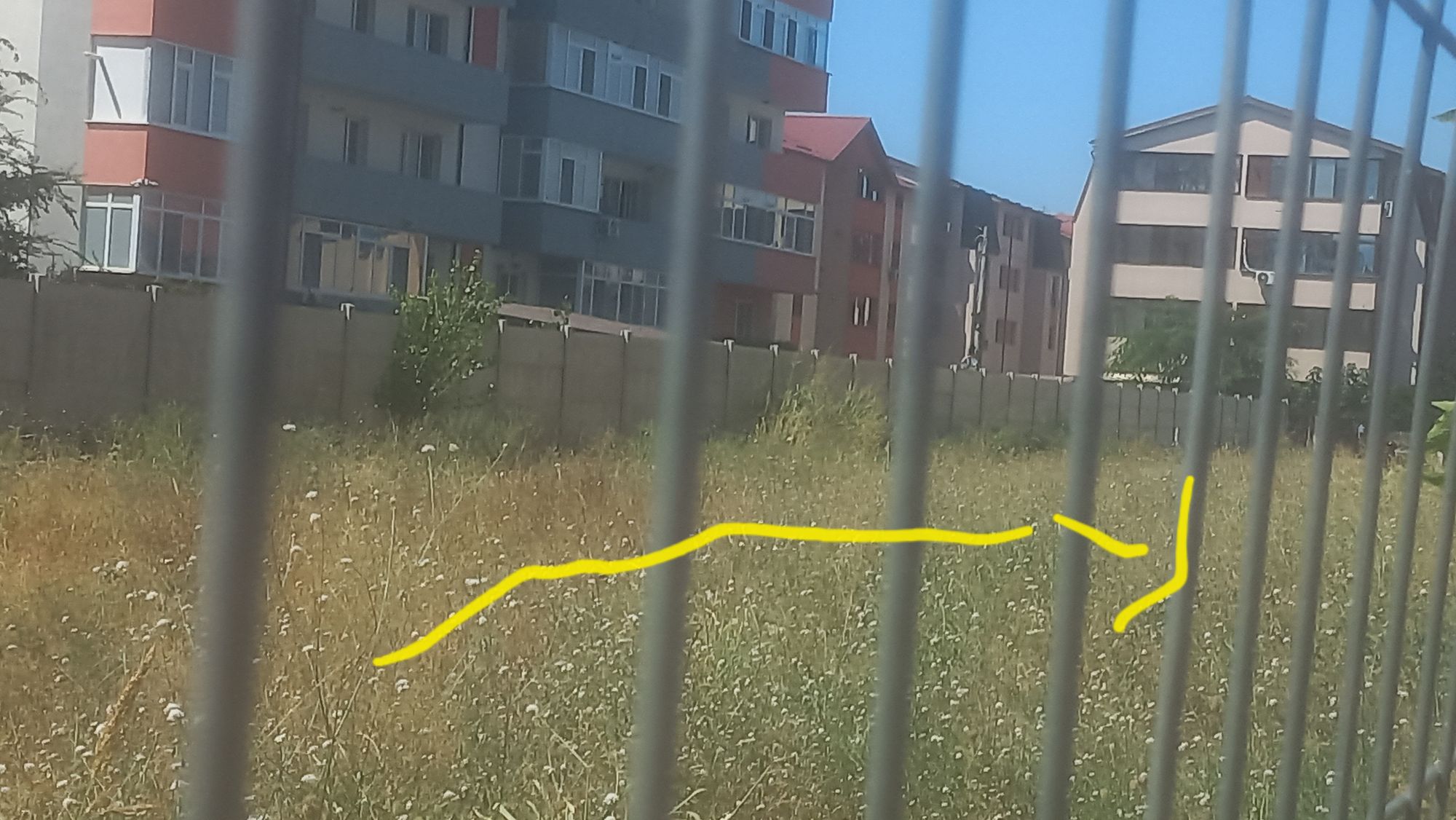 Ambrozie in Strada Biruinței 29, Popești-Leordeni, Oraș Popești Leordeni, Județul Ilfov
