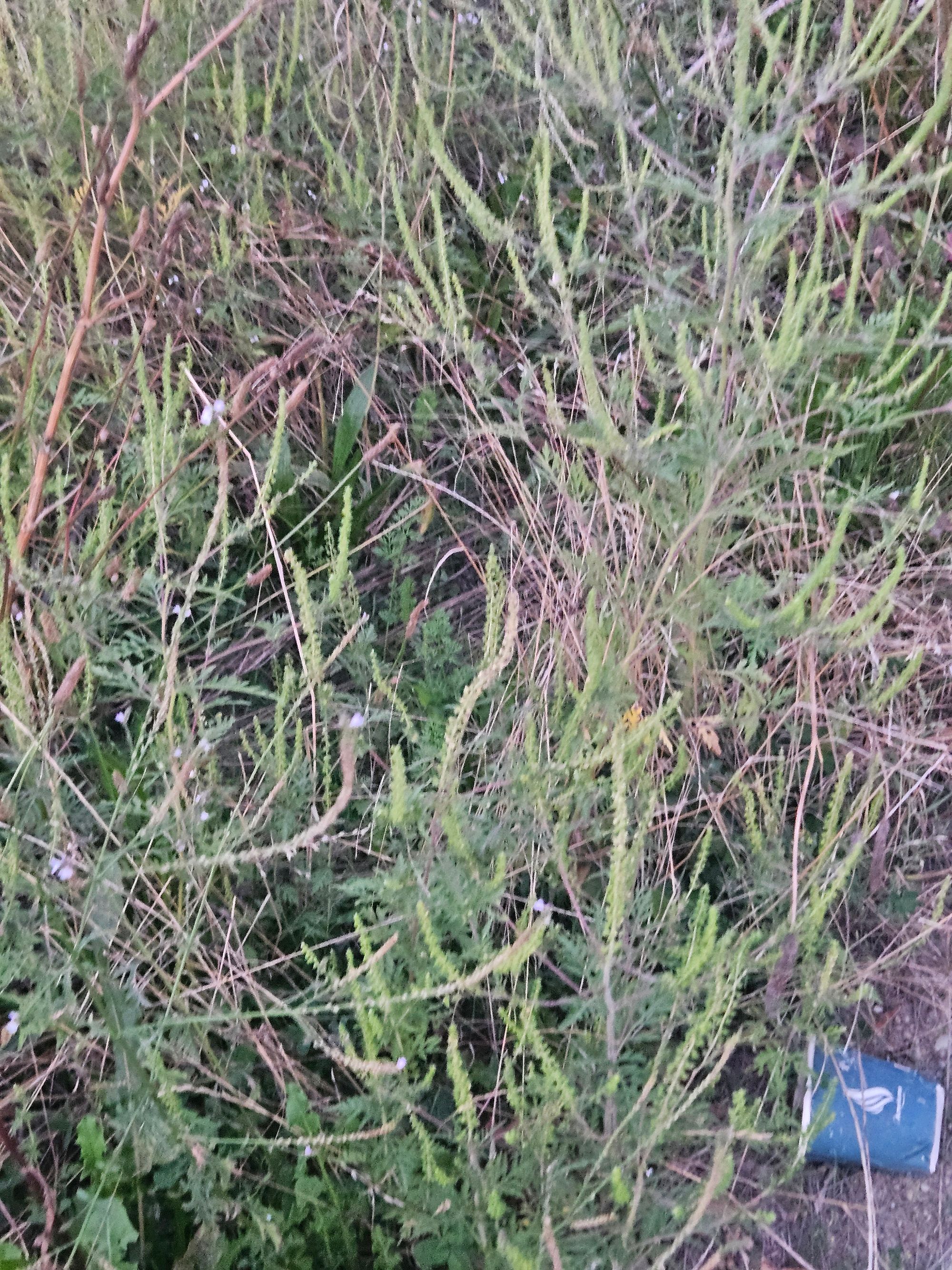 Ambrozie in Strada Gara Florica 18, Ștefăneștii Noi, Oraș Ștefănești, Județul Argeș - 1000060304.jpg
