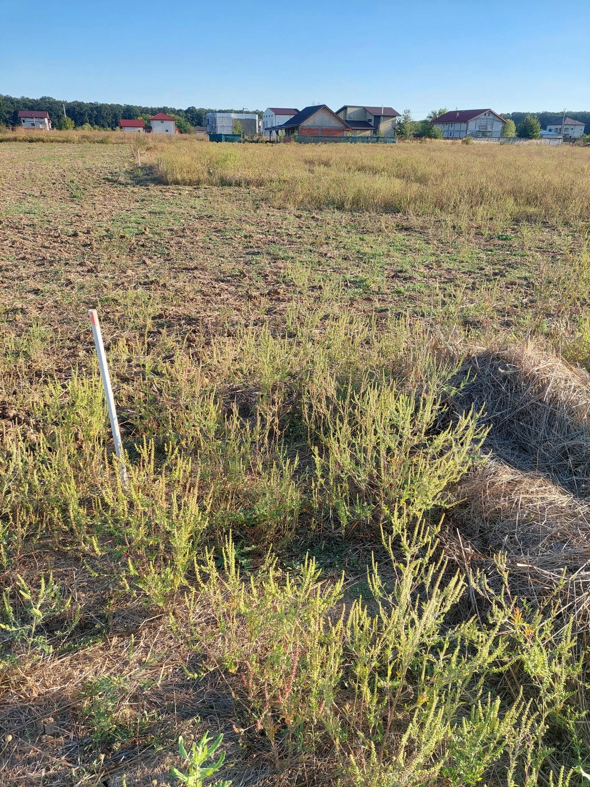 Ambrozie in Strada Vaslui 53, Ghermănești, Comuna Snagov, Județul Ilfov