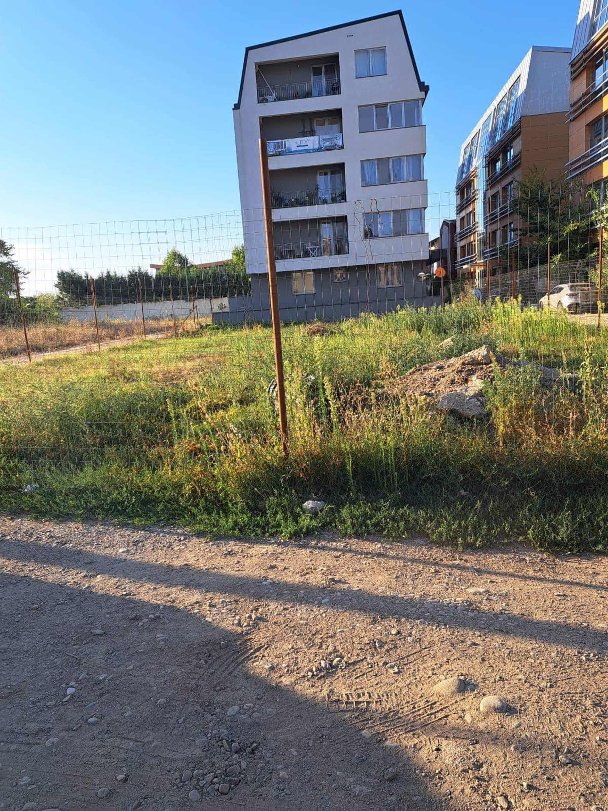 Ambrozie in Strada Liliacului 50, București, Municipiul București - IMG_6546.jpeg