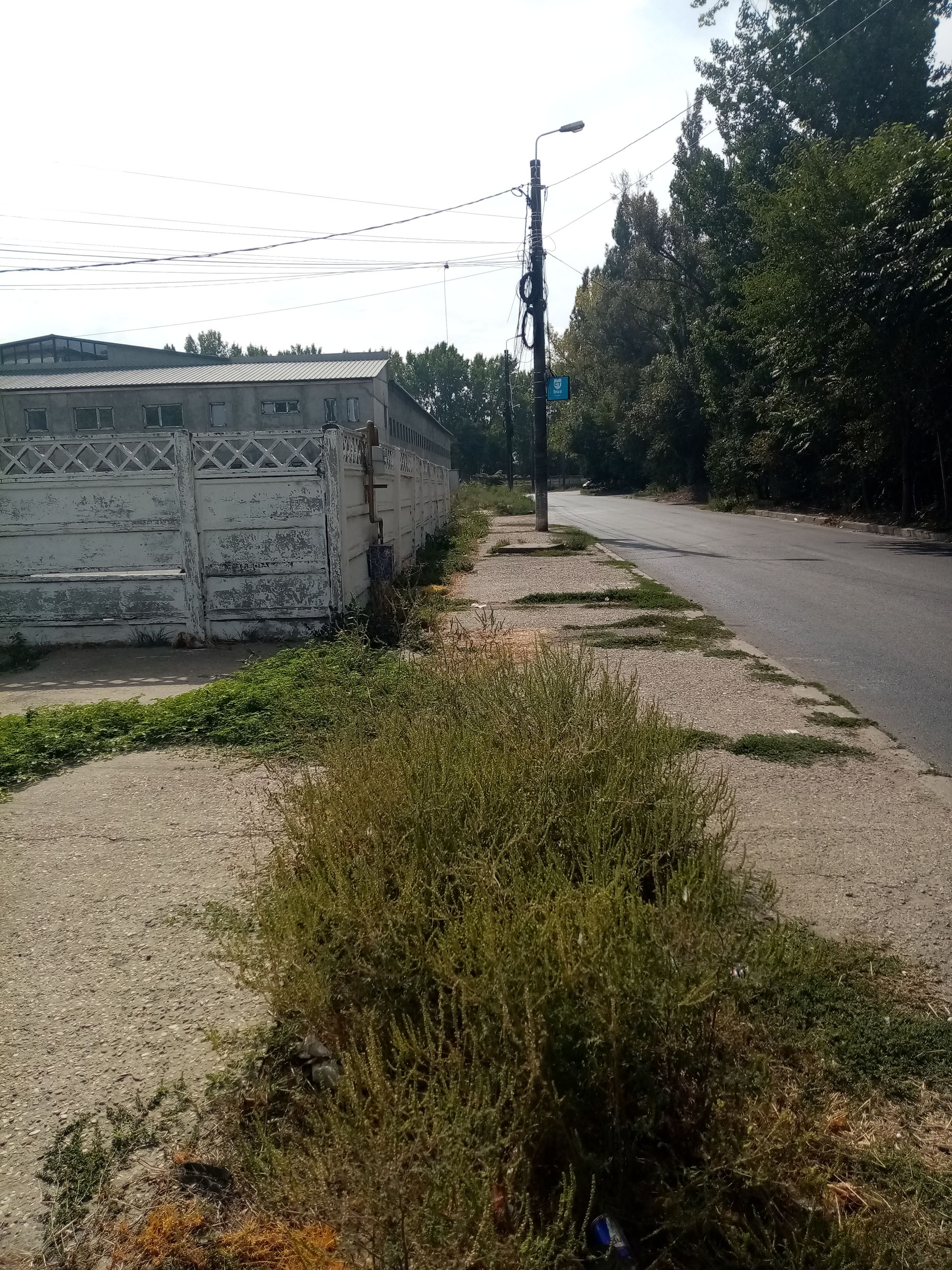 Ambrozie in Constanța, Municipiul Constanța, Județul Constanța - IMG_20230920_114300.jpg