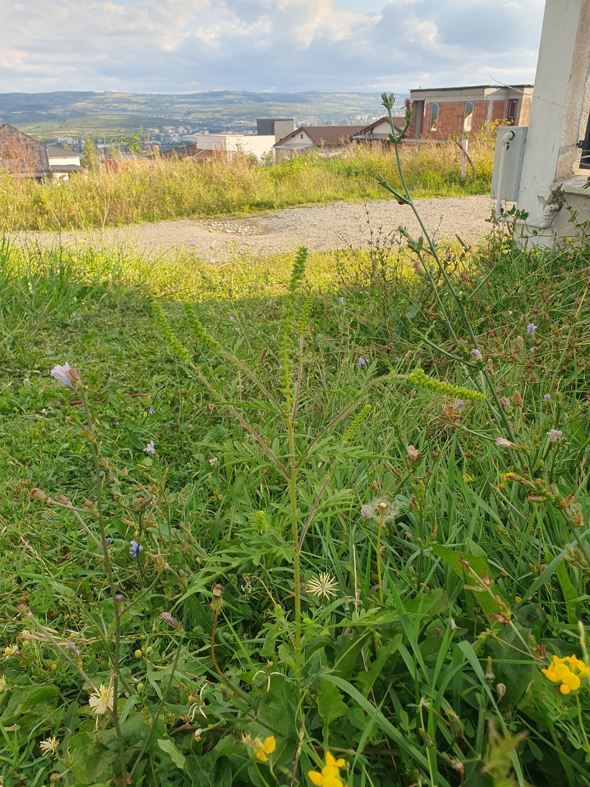 Ambrozie in Strada Voroneț 73A, Cluj-Napoca, Municipiu Cluj-napoca, Județul Cluj - 20250823_183956.jpg