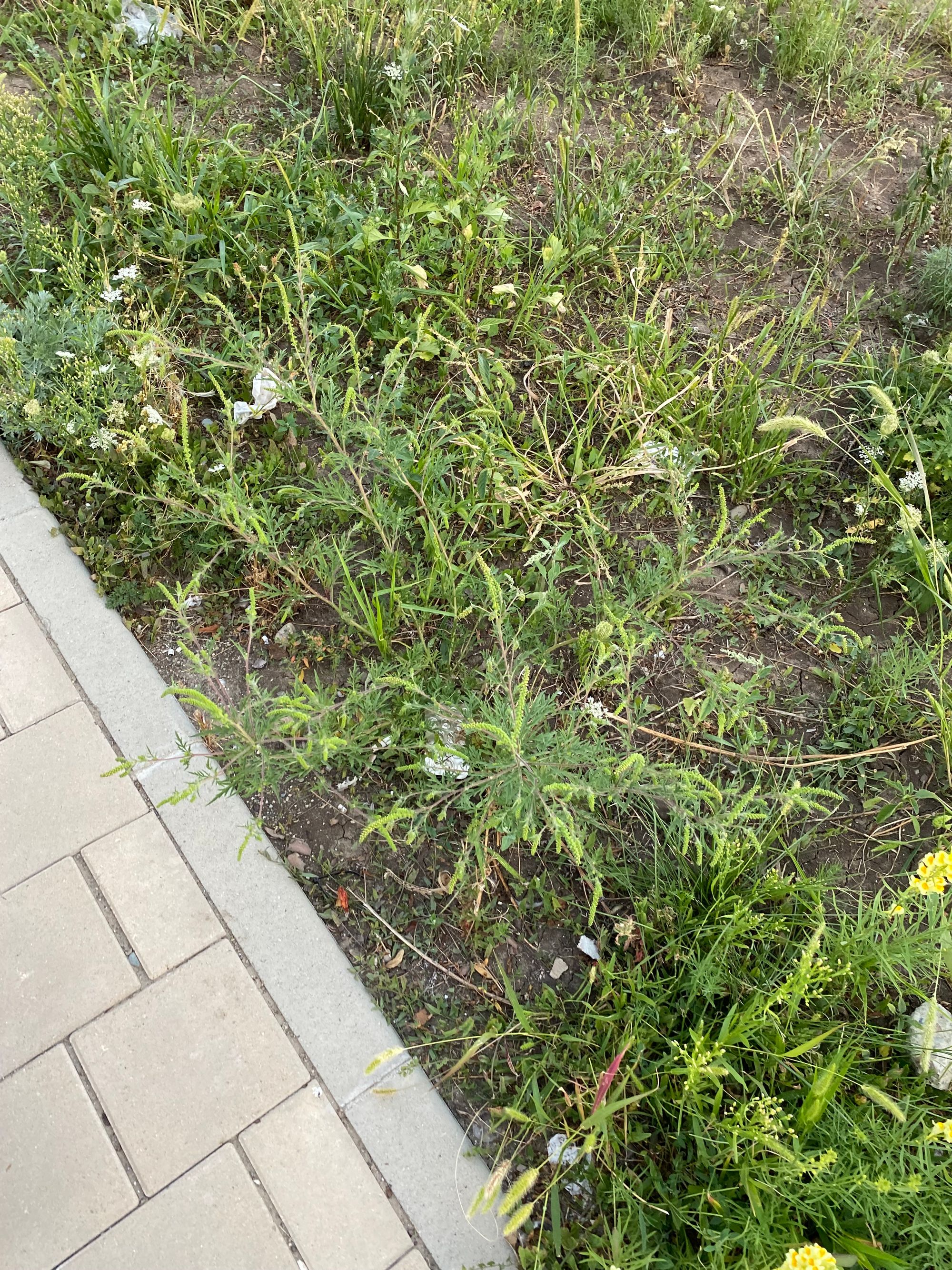 Ambrozie in Strada Bularga 16b, Iași, Municipiu Iaşi, Județul Iași - IMG_5494.jpeg