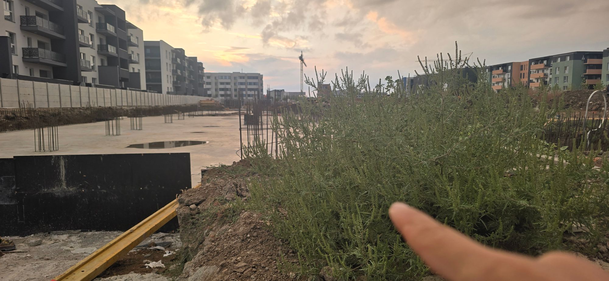 Ambrozie in Drumul Gura Caliței 96, București, Municipiul București - 20250912_191815.jpg