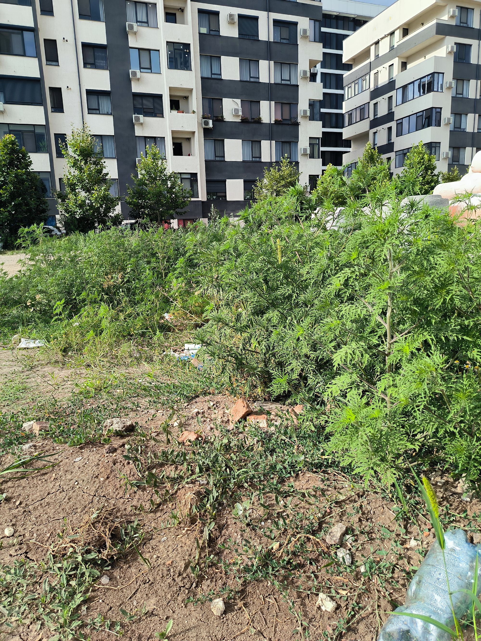 Ambrozie in Strada Sergent Ilie Petre 100A, Chiajna, Comuna Chiajna, Județul Ilfov - IMG_20230720_175231.jpg