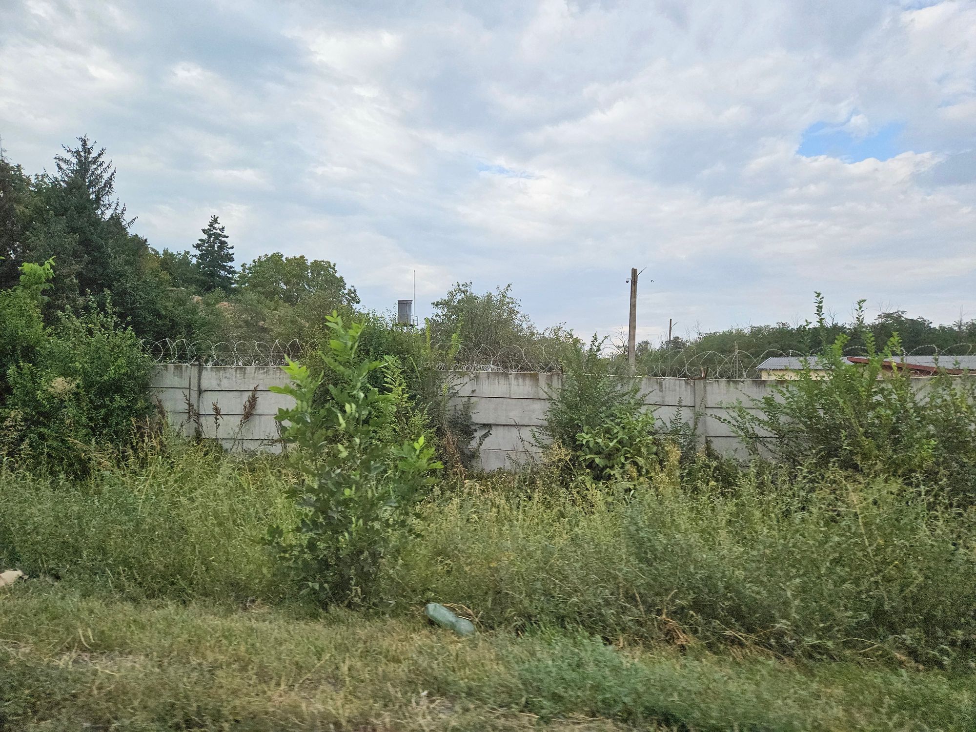 Ambrozie in Voluntari, Oraş Voluntari, Județul Ilfov - inbound3938382551376787675.jpg