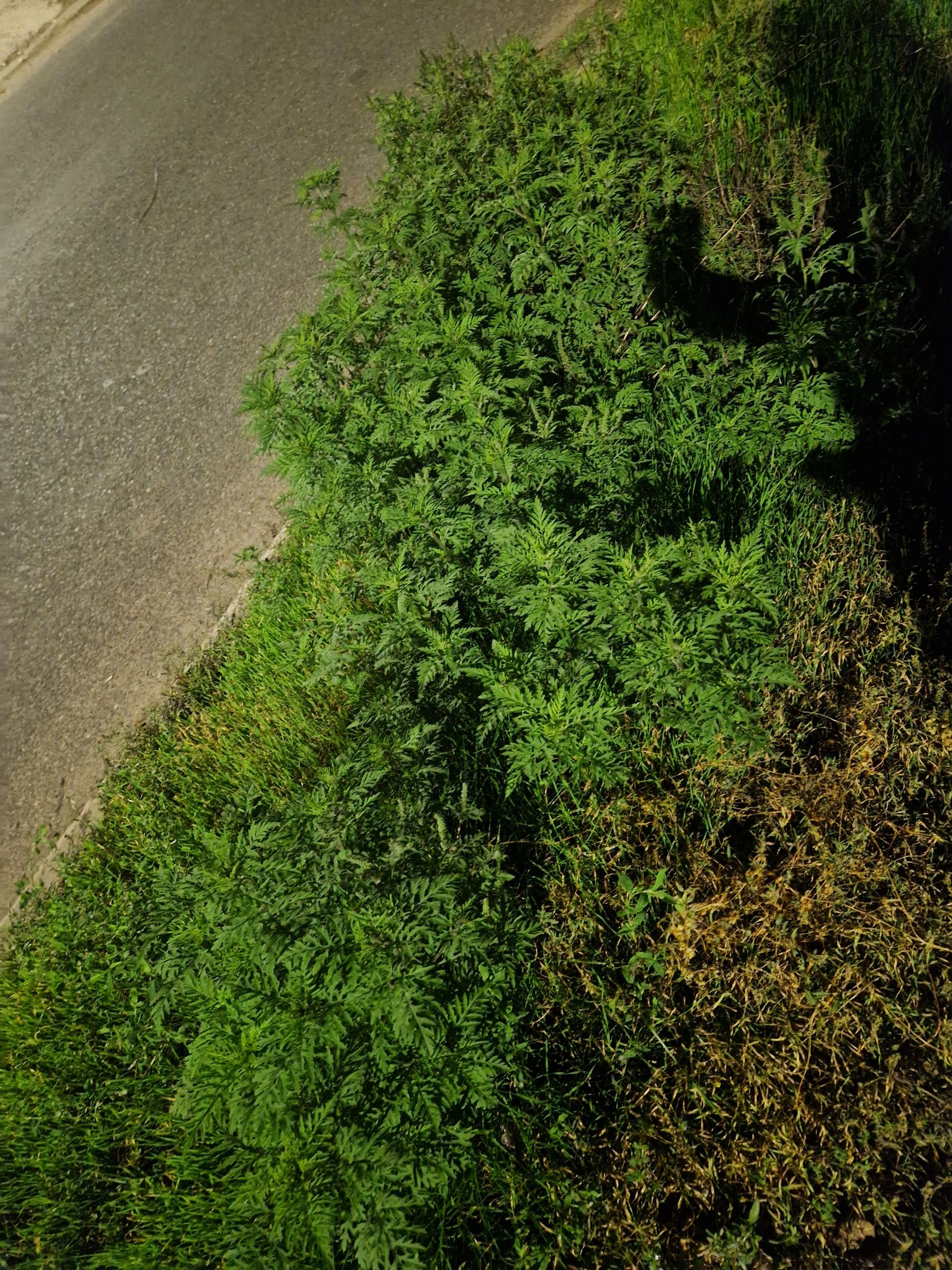 Ambrozie in Strada Alexandru Vlahuță 101, Brăila, Municipiu Brăila, Județul Brăila - 20251028_191432.jpg