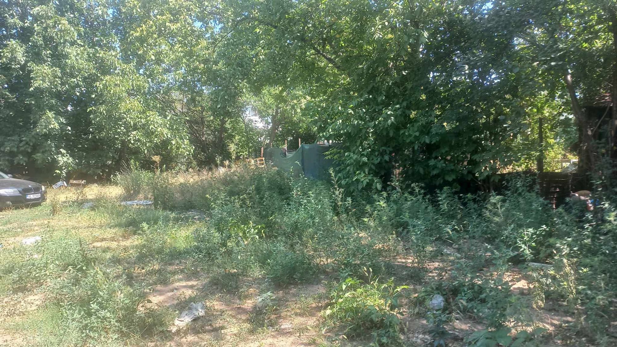 Ambrozie in Strada Oituz 2t, Popești-Leordeni, Oraş Popeşti Leordeni, Județul Ilfov - Messenger_creation_7361001942933370574.jpeg