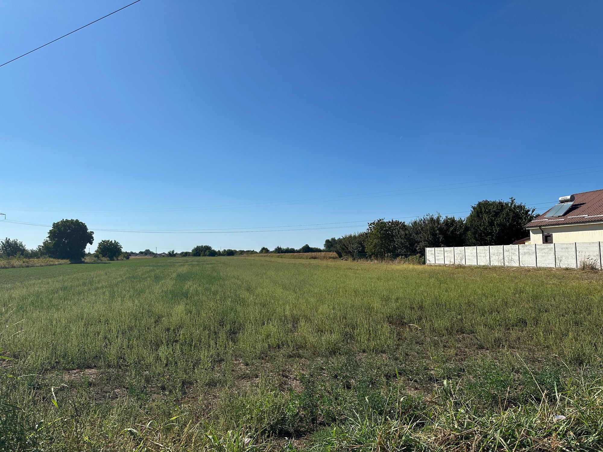 Ambrozie in Cazasu, Comuna Cazasu, Județul Brăila - IMG_7113.jpeg