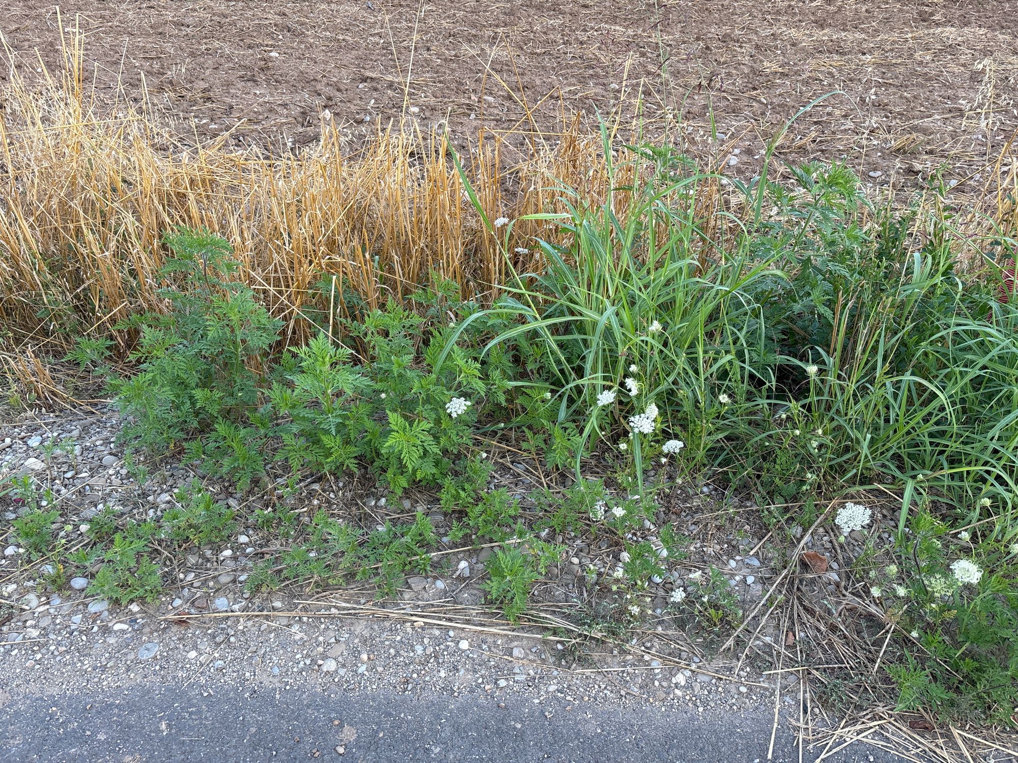 Ambrozie in Strada Zori de Zi 21k, Dumbrăveni, Comuna Balotești, Județul Ilfov - image.jpg
