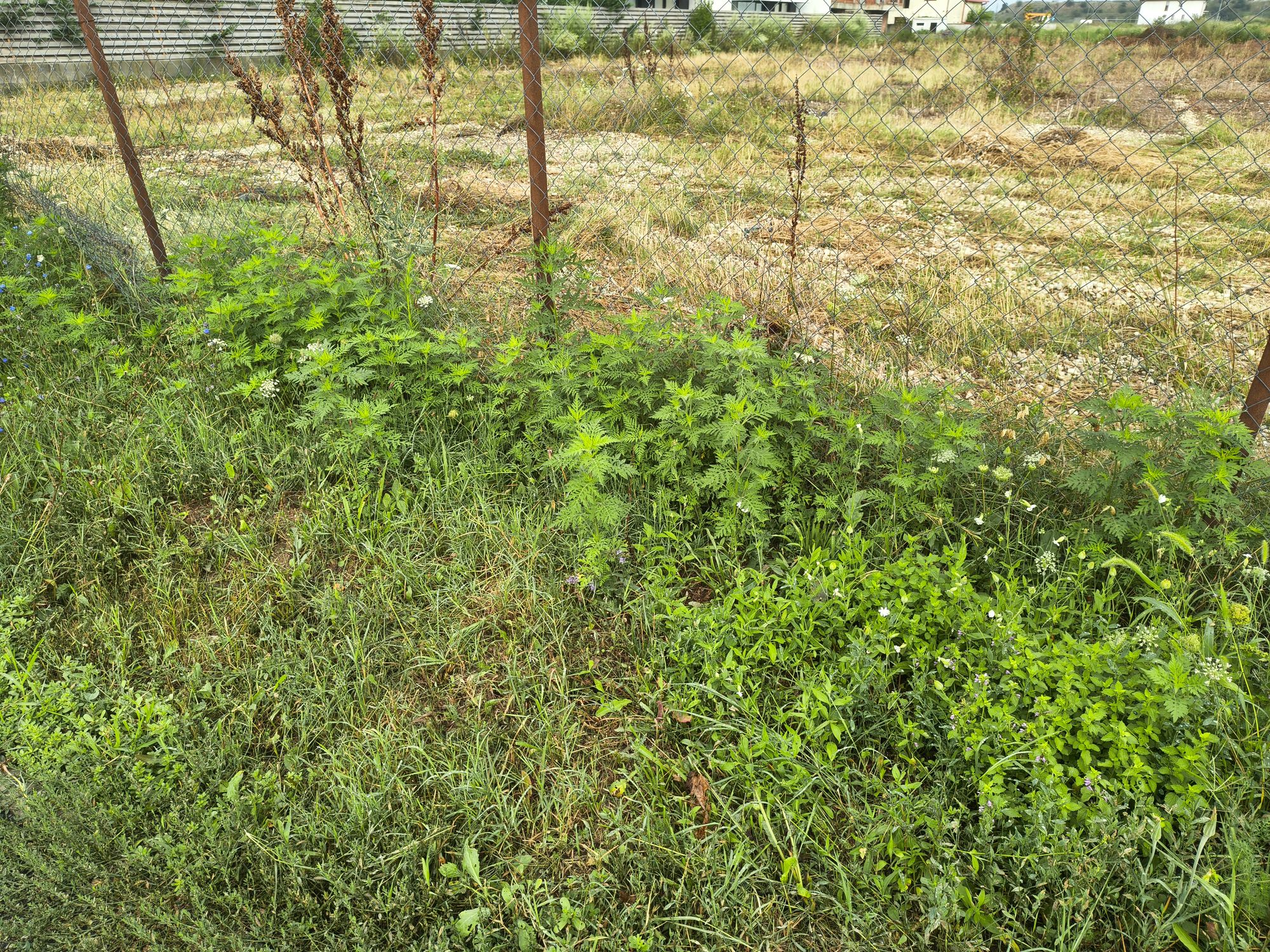 Ambrozie in Intrarea Zambilei 32, Voluntari, Oraș Voluntari, Județul Ilfov - IMG_20260723_084304435_HDR.jpg