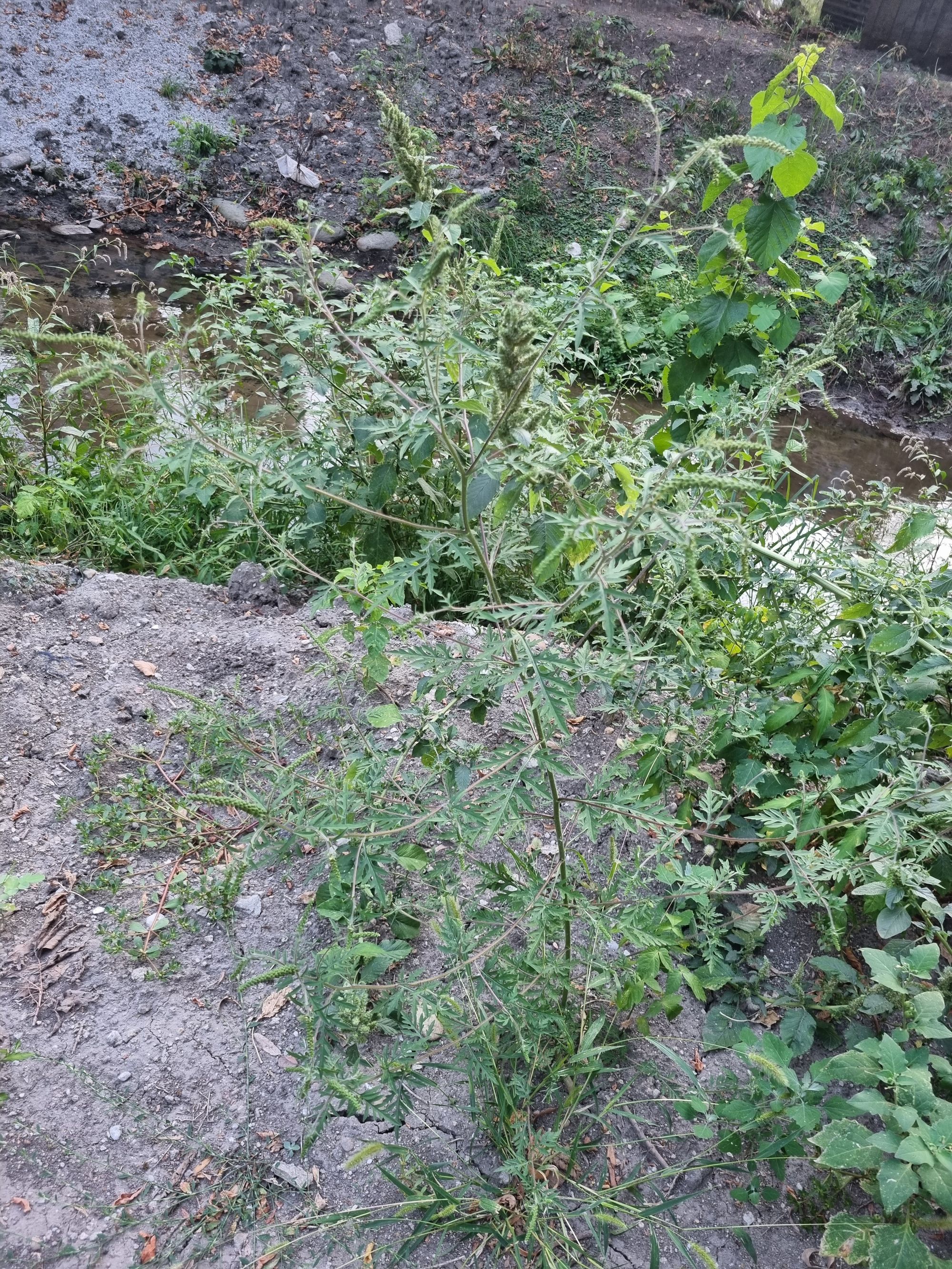 Ambrozie in Aleea Stadion 8, Caracal, Municipiu Caracal, Județul Olt - 20260826_190940.jpg