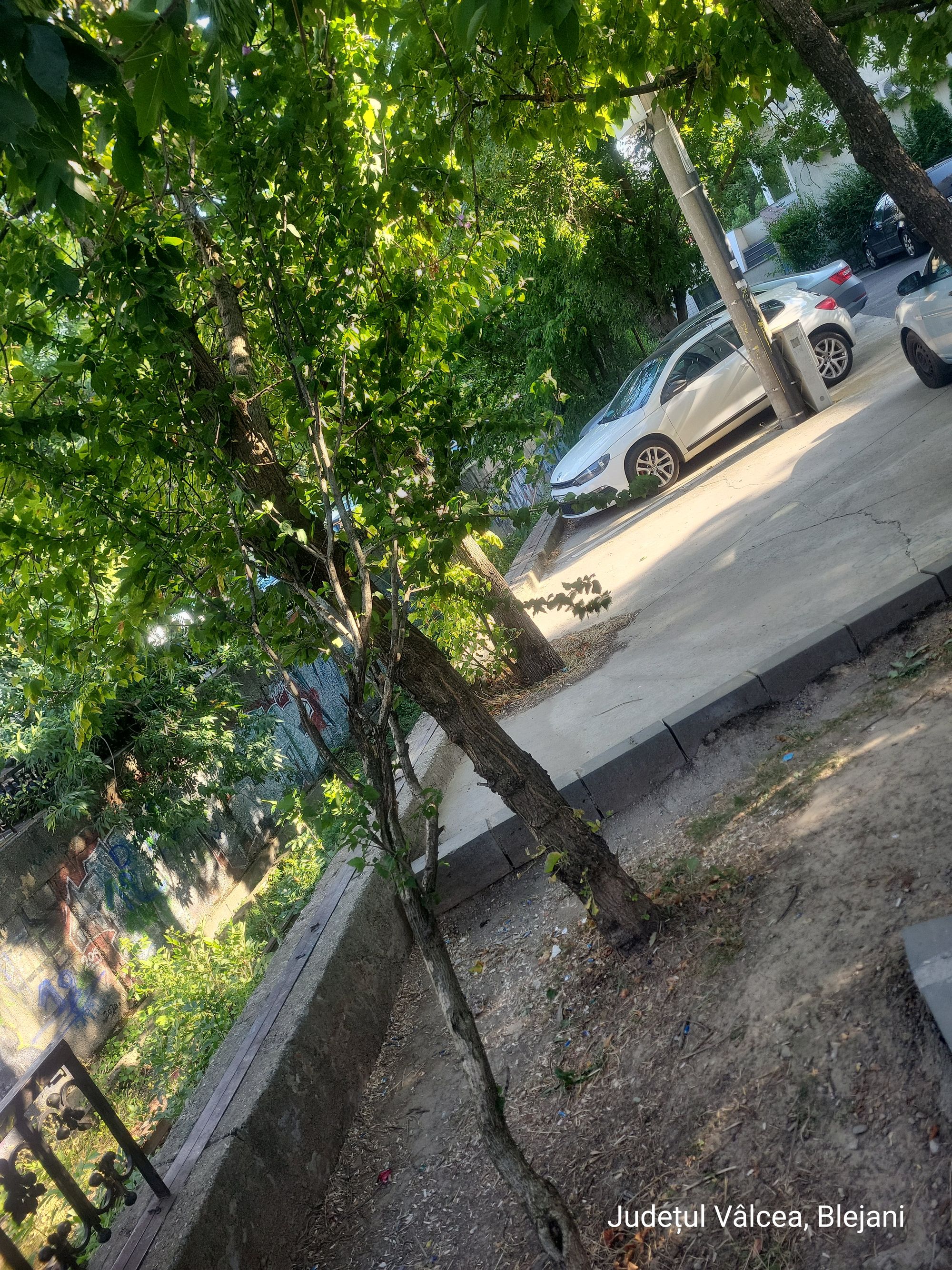 Ambrozie in Șoseaua Virtuții 6b, București, Municipiul București