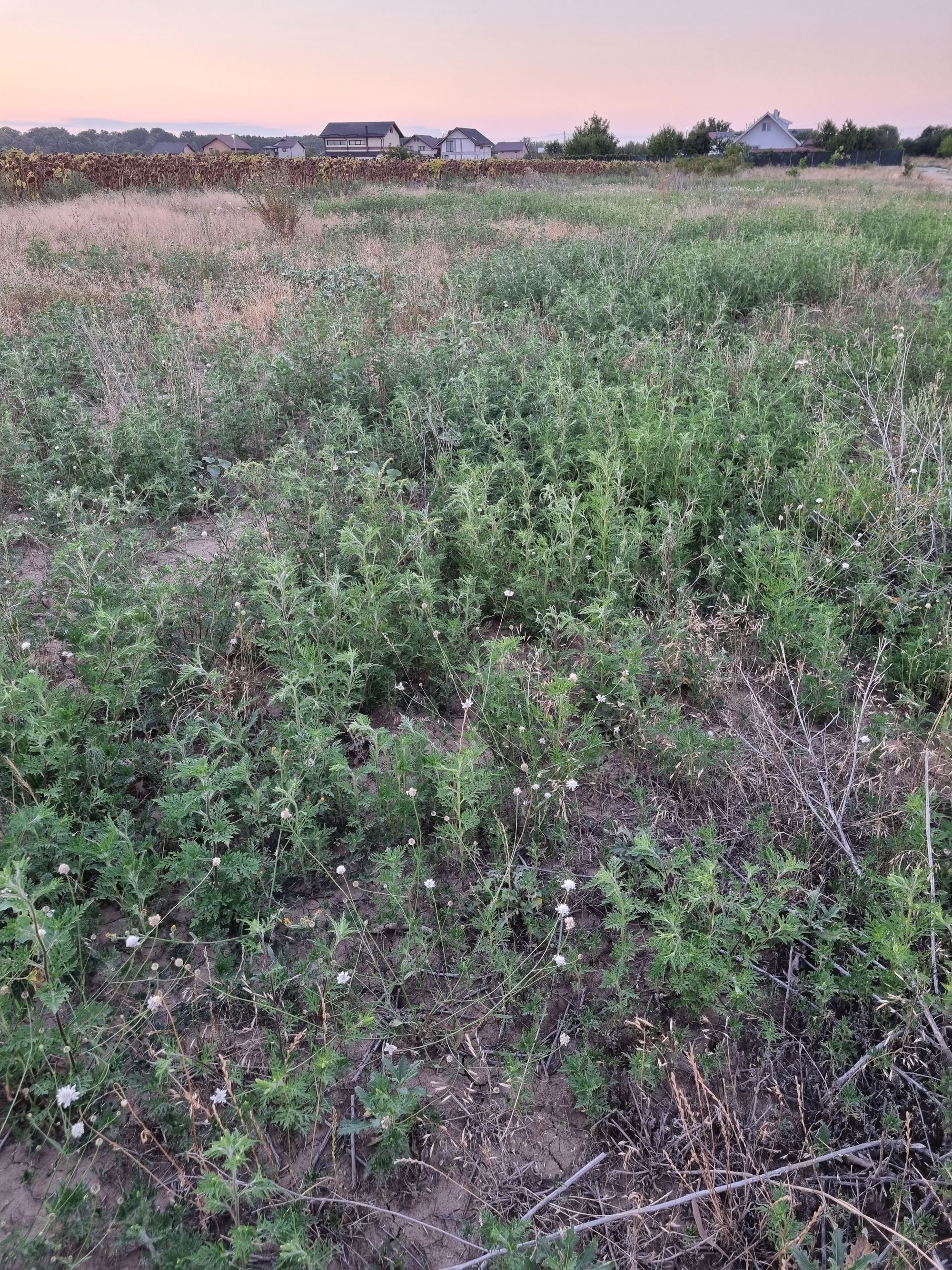 Ambrozie in Str. Miron Cristea 20, Ciorogârla, Comuna Ciorogârla, Județul Ilfov - 16919477692546653630285188464878.jpg