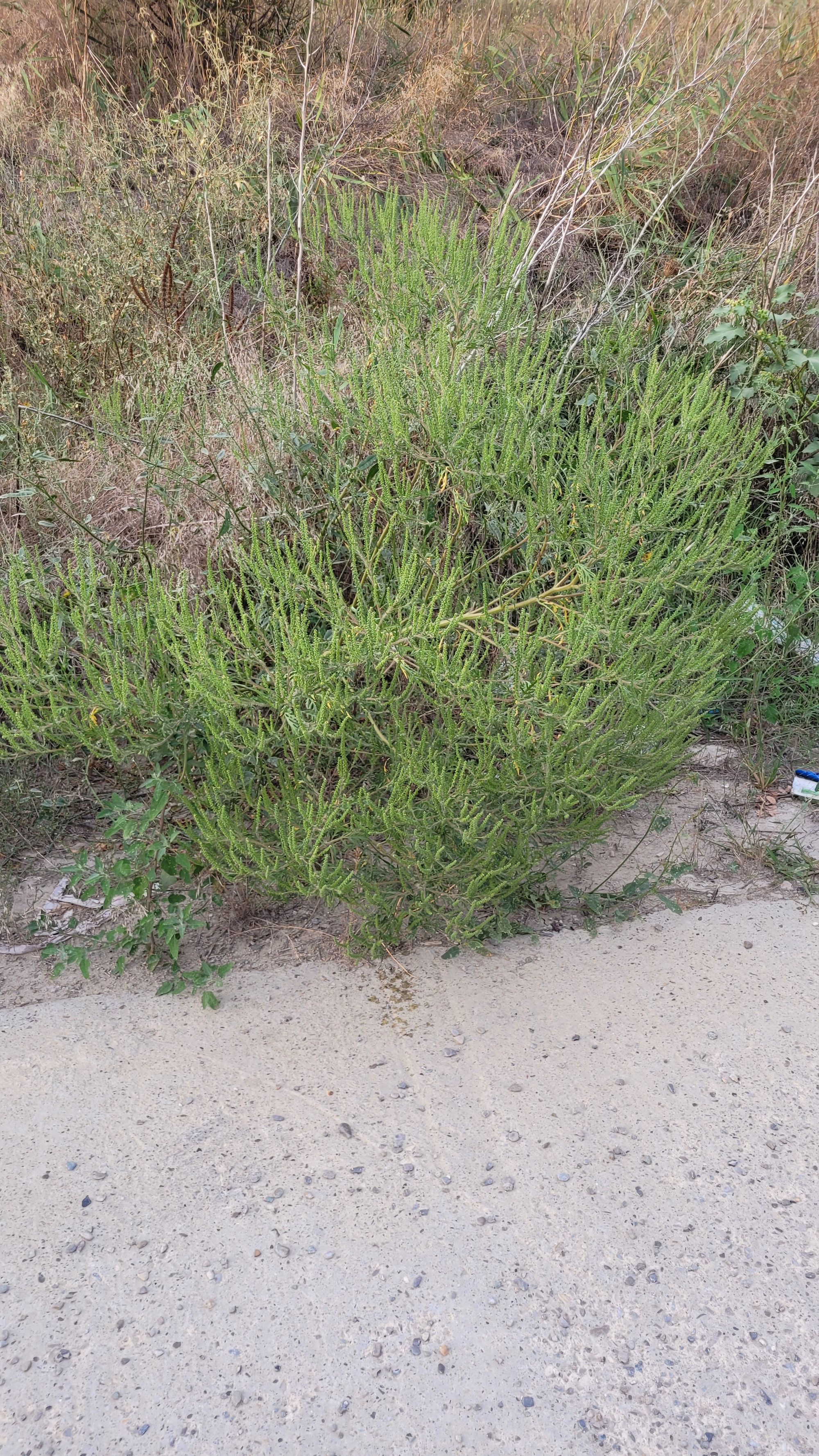 Ambrozie in Strada Nicolae Oblu 26A, Iași, Municipiu Iaşi, Județul Iași - 20240830_192402.jpg