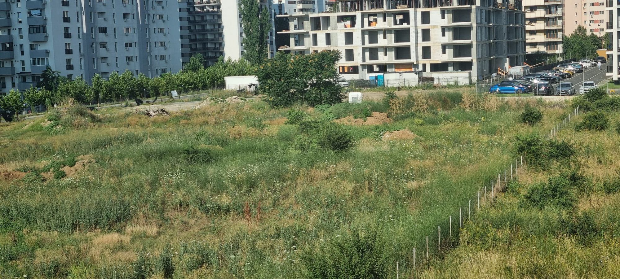 Ambrozie in Strada Drumul Gura Gârliței 16, București, Municipiul București - WhatsApp Image 2026-07-15 at 08.50.24.jpeg