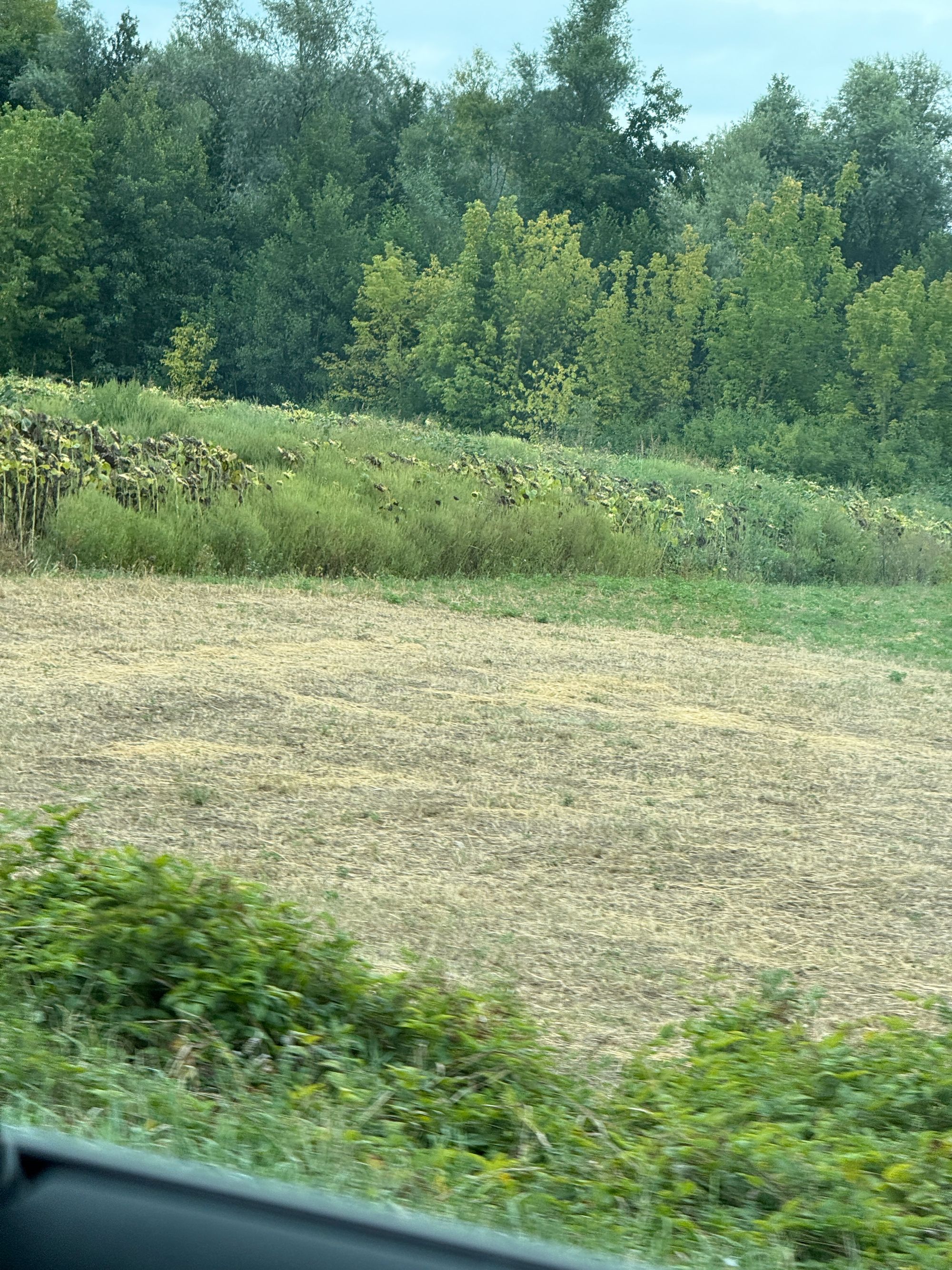 Ambrozie in Margina, Comuna Margina, Județul Timiș - IMG_3677.JPG