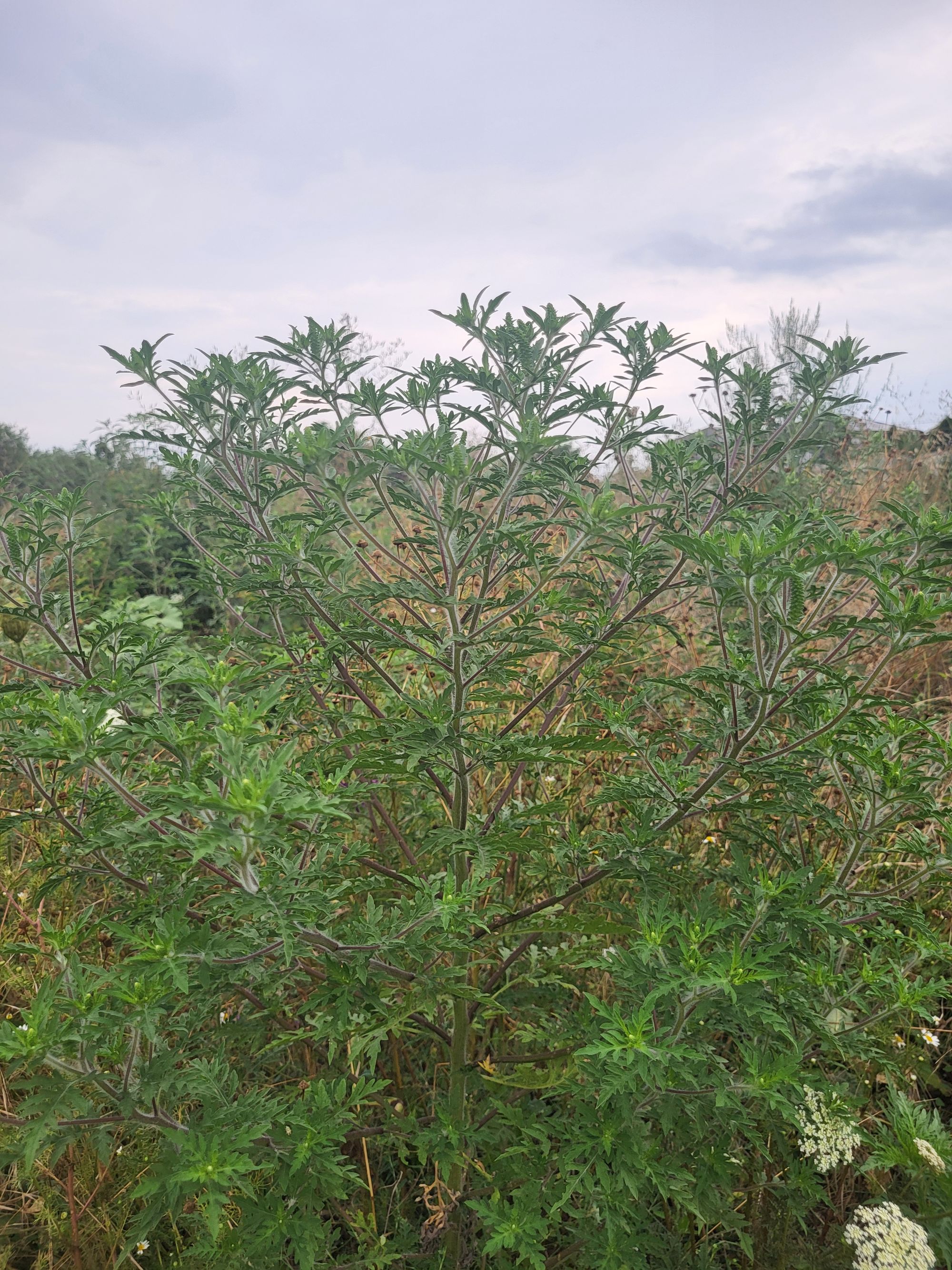 Ambrozie in Strada Nichita Stănescu 38, Mogoșoaia, Comuna Mogoșoaia, Județul Ilfov - 20250731_181146.jpg