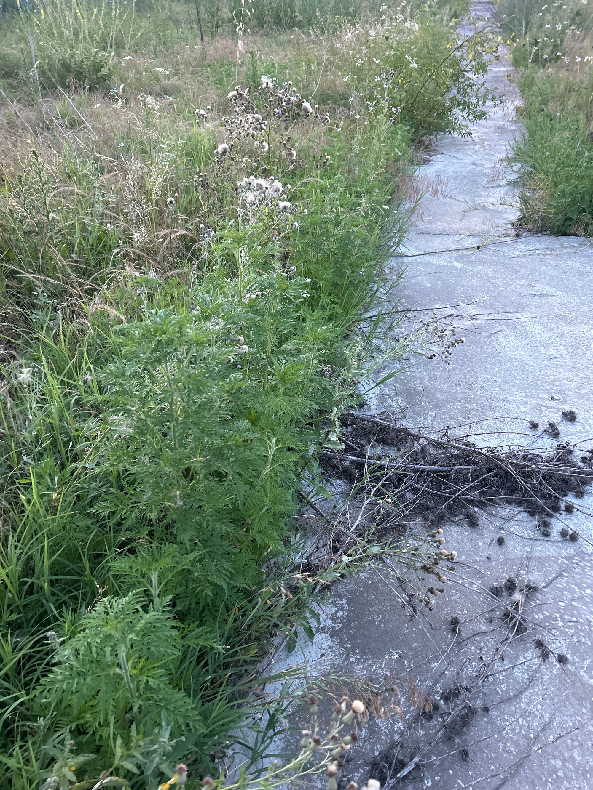 Ambrozie in Str. Zorilor 11-13, Grădiștea, Comuna Grădiștea, Județul Ilfov