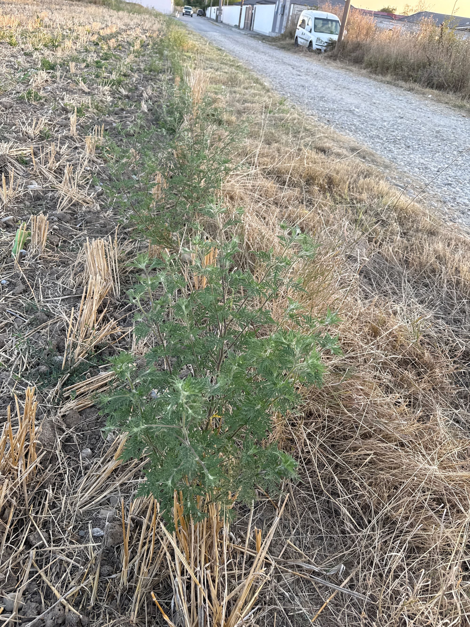Ambrozie in Strada Petalelor 26, Balotești, Comuna Balotești, Județul Ilfov - image.jpg