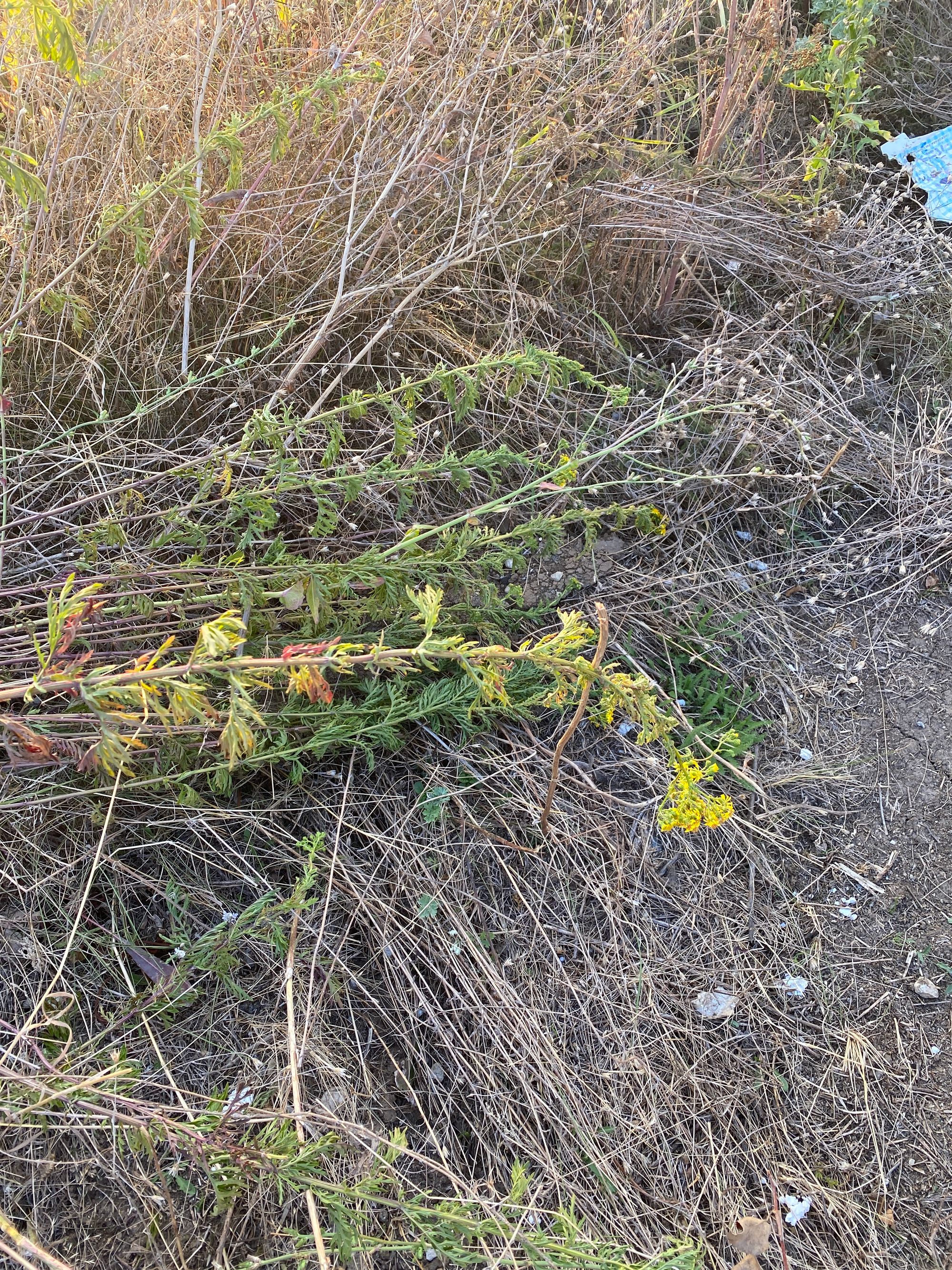 Ambrozie in Strada Ciprian Porumbescu 46, Otopeni, Oraş Otopeni, Județul Ilfov - IMG_3398.jpeg