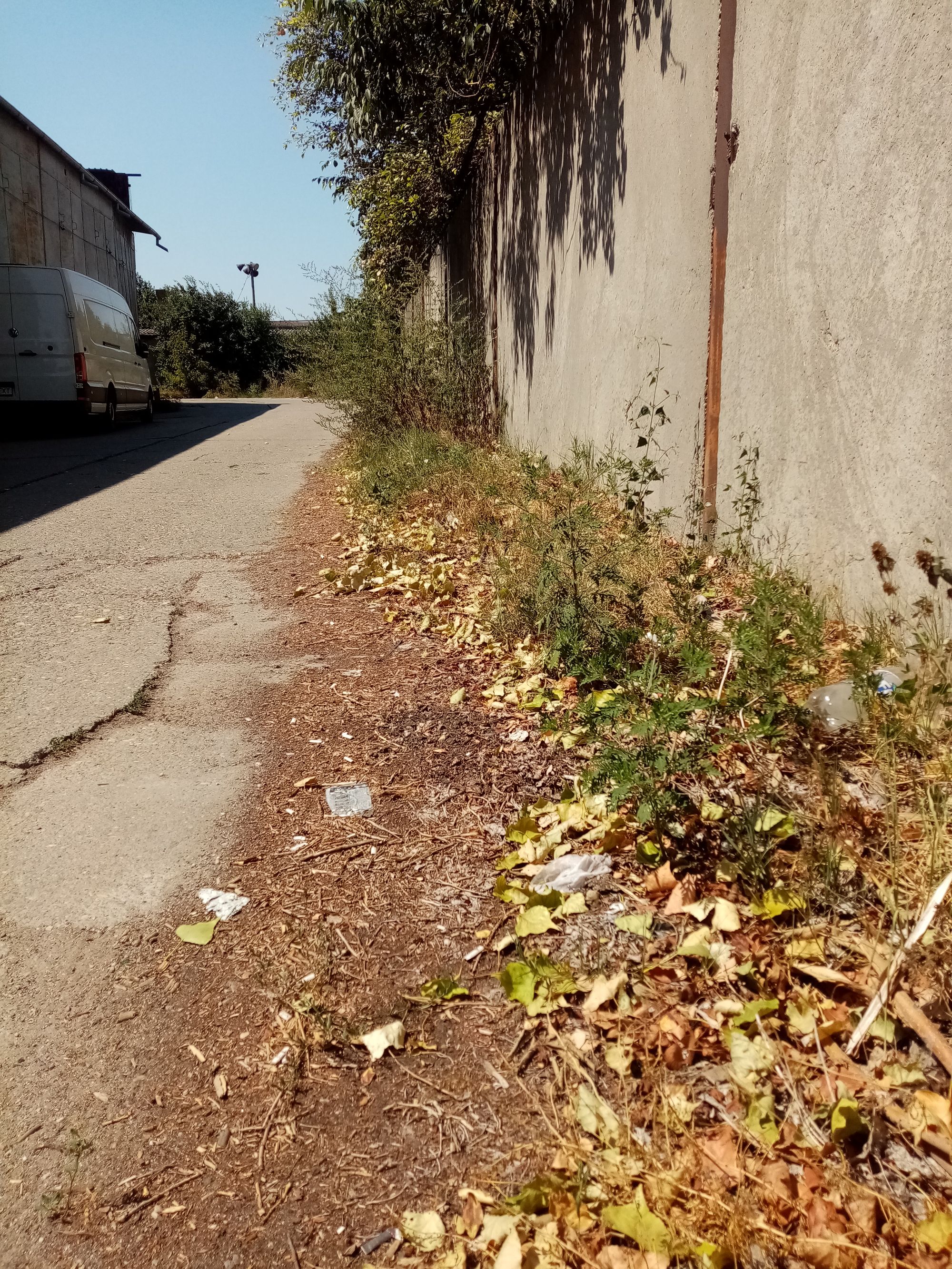 Ambrozie in Strada Vârful cu Dor 13, Constanța, Municipiul Constanța, Județul Constanța - IMG_20230814_141849.jpg