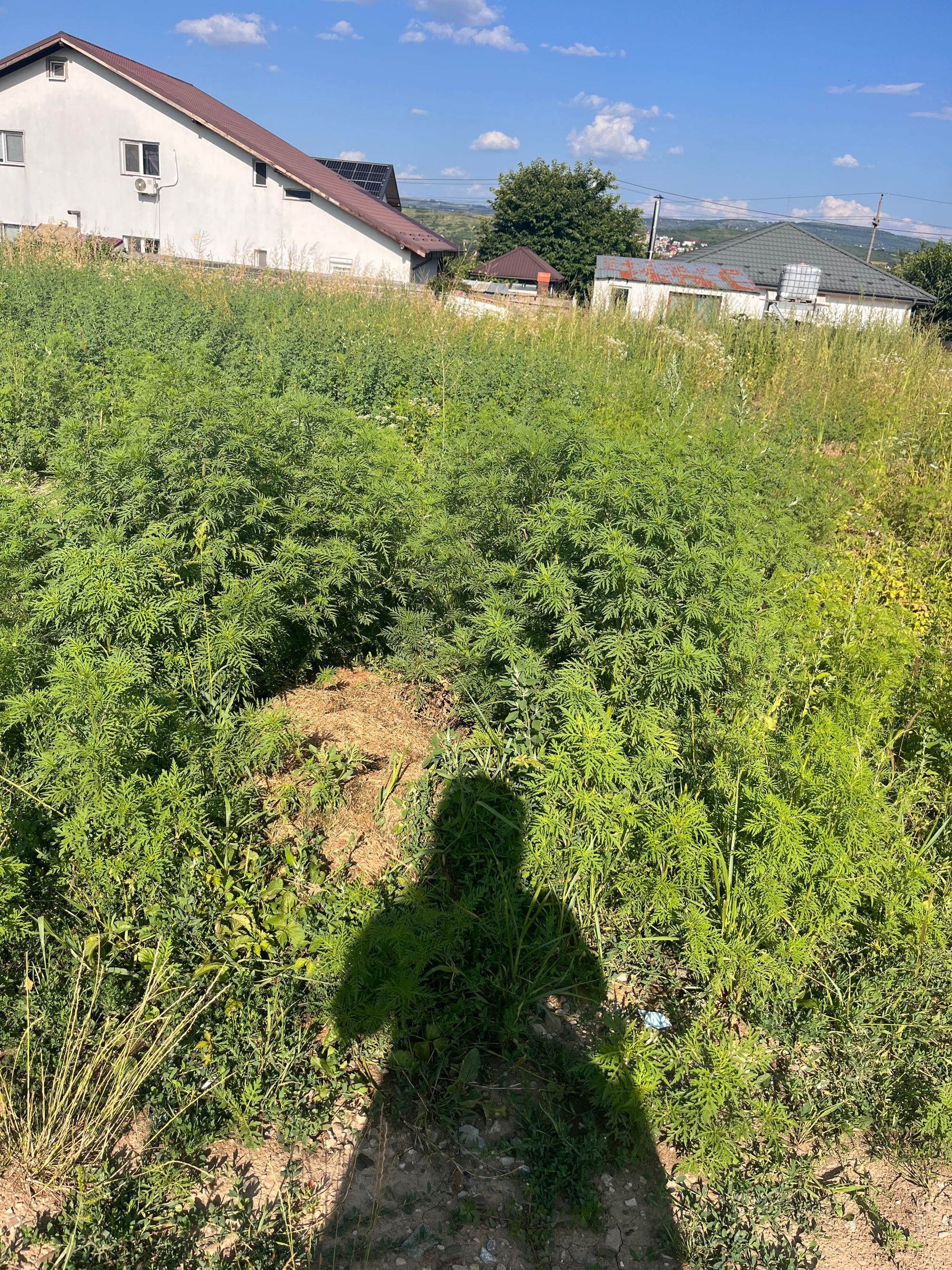 Ambrozie in Strada Principală 43, Lunca Cetățuii, Comuna Ciurea, Județul Iași - IMG_4936.jpeg